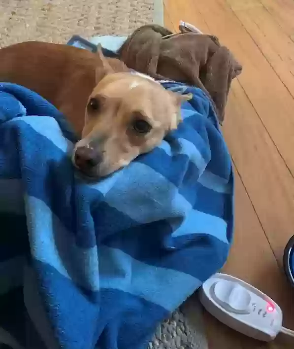 Lost dog in Dallas, TX, 75214