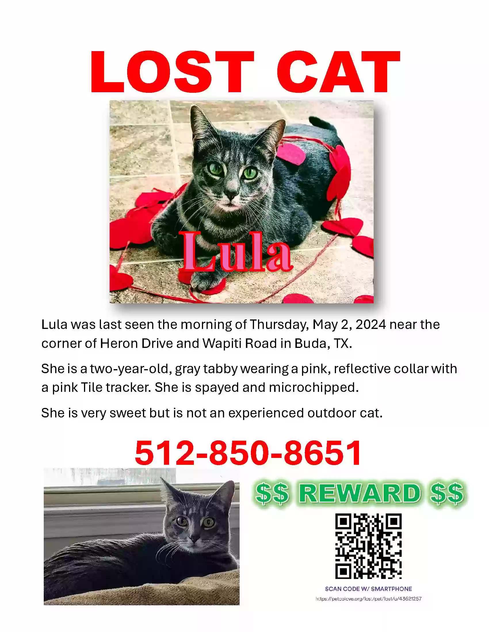 Lost cat in Buda, TX, 78610
