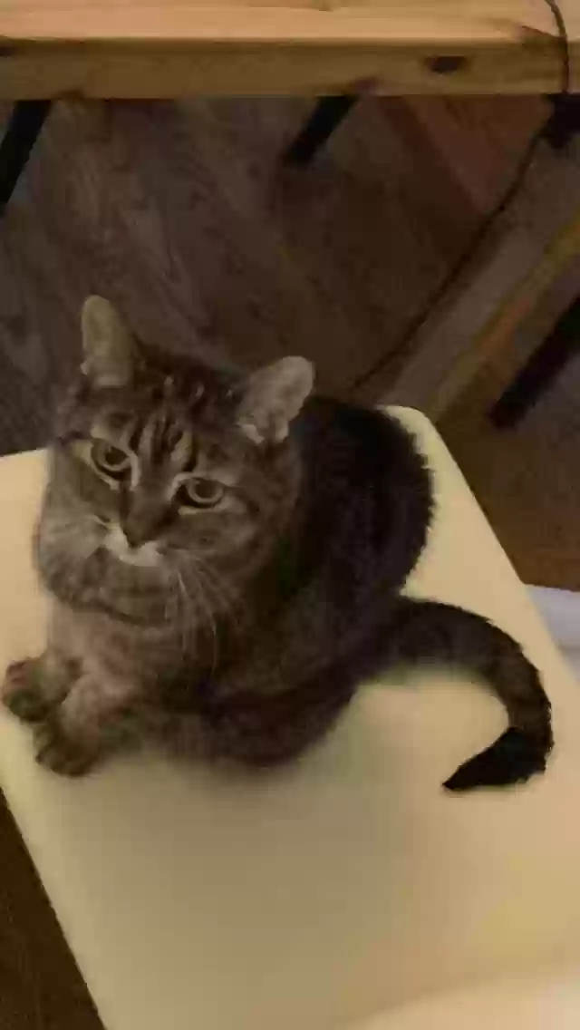 Lost cat in Birmingham, MI, 48009