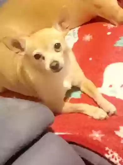 Lost dog in Round Rock, TX, 78664