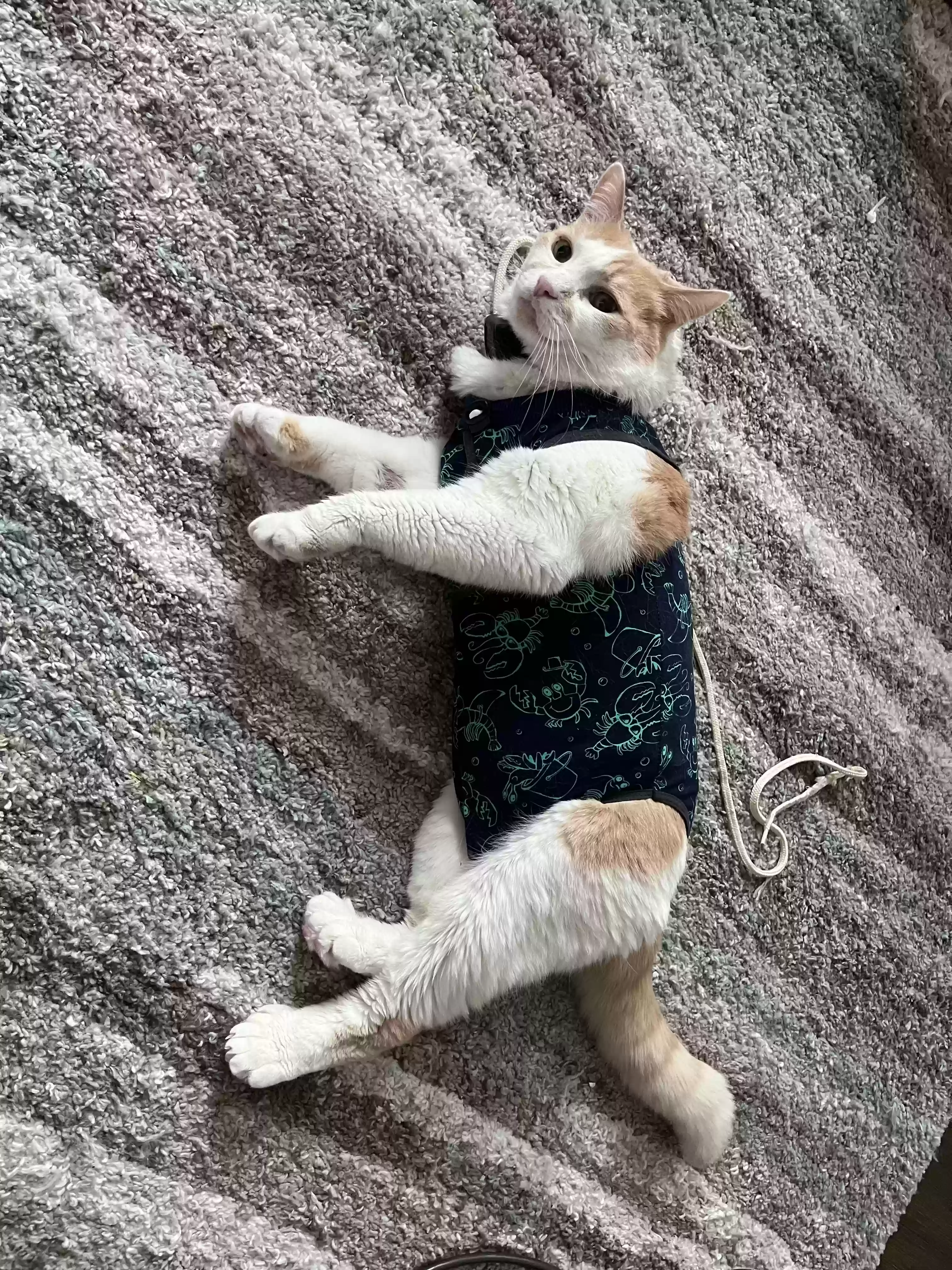 Lost cat in Nazareth, PA, 18064