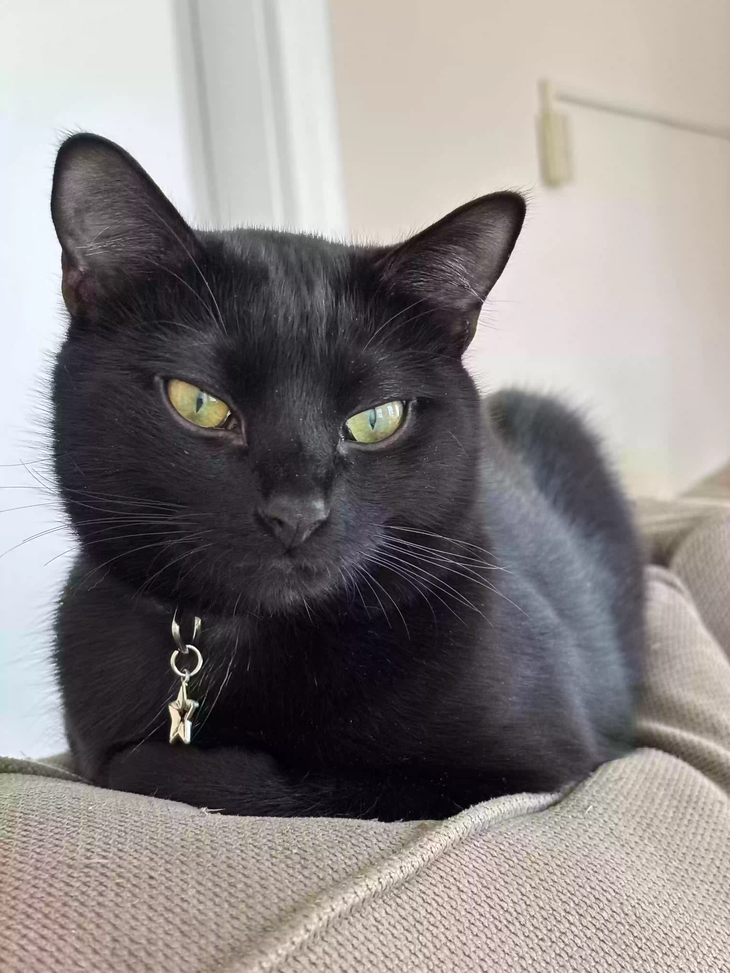 Lost cat in Allston, MA, 2134