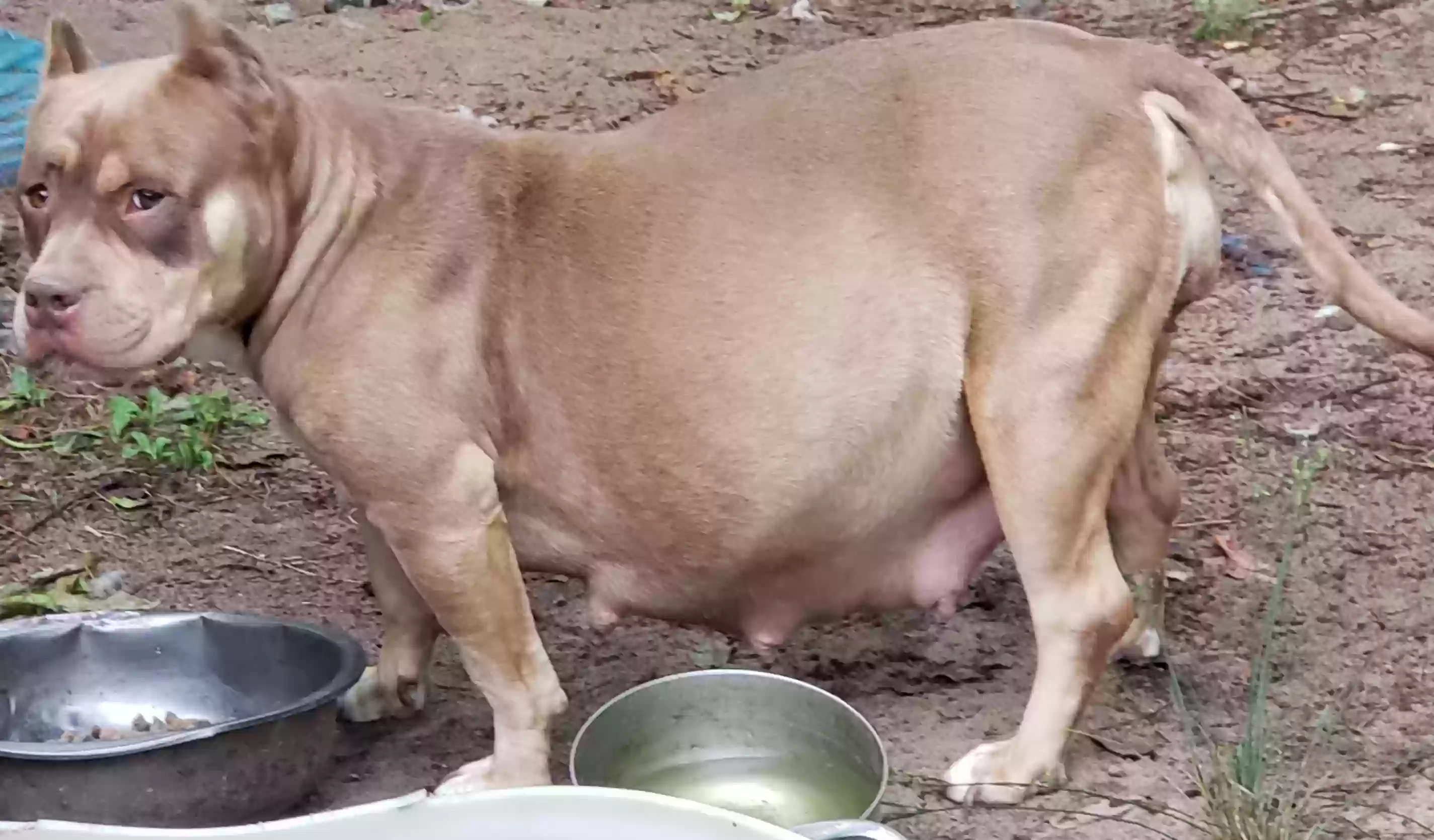 Lost dog in Pelion, SC, 29123