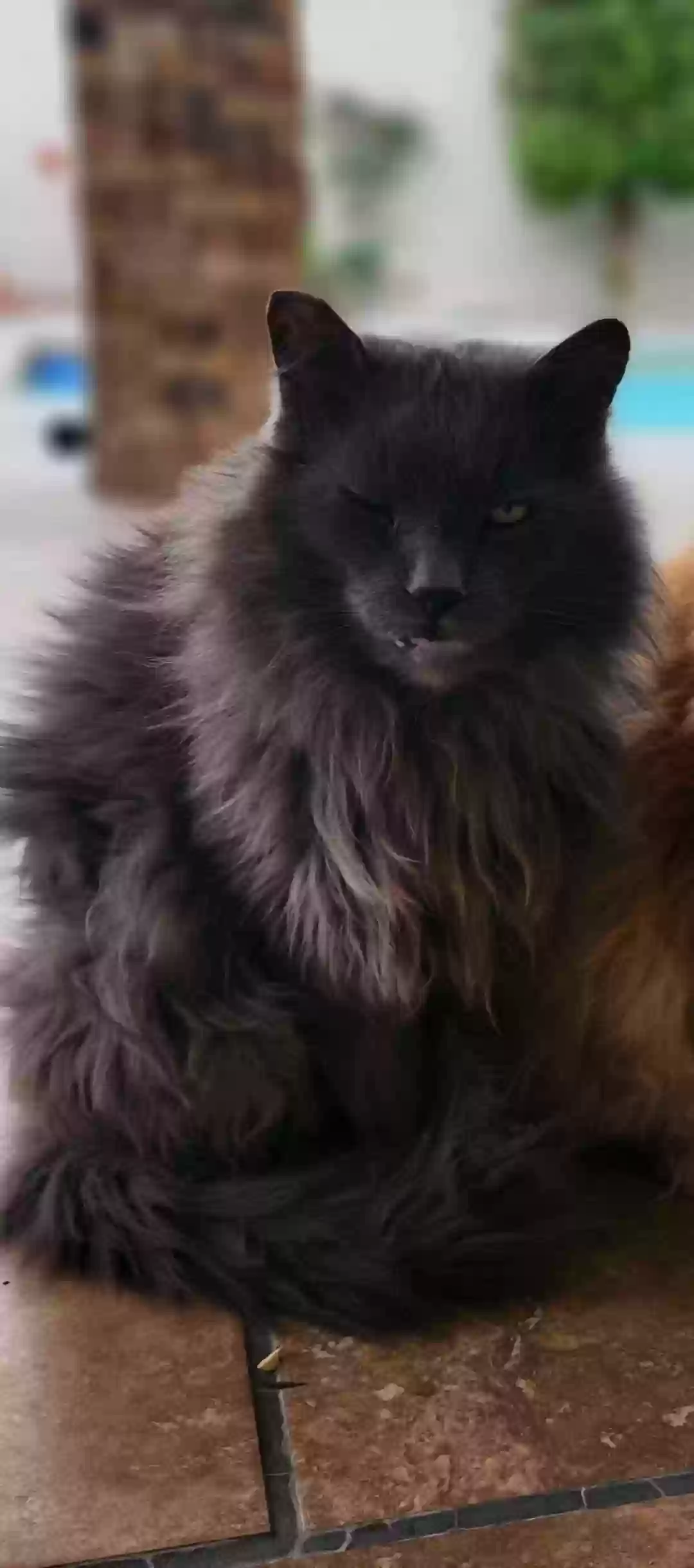 Lost cat in Los Angeles, CA, 90046