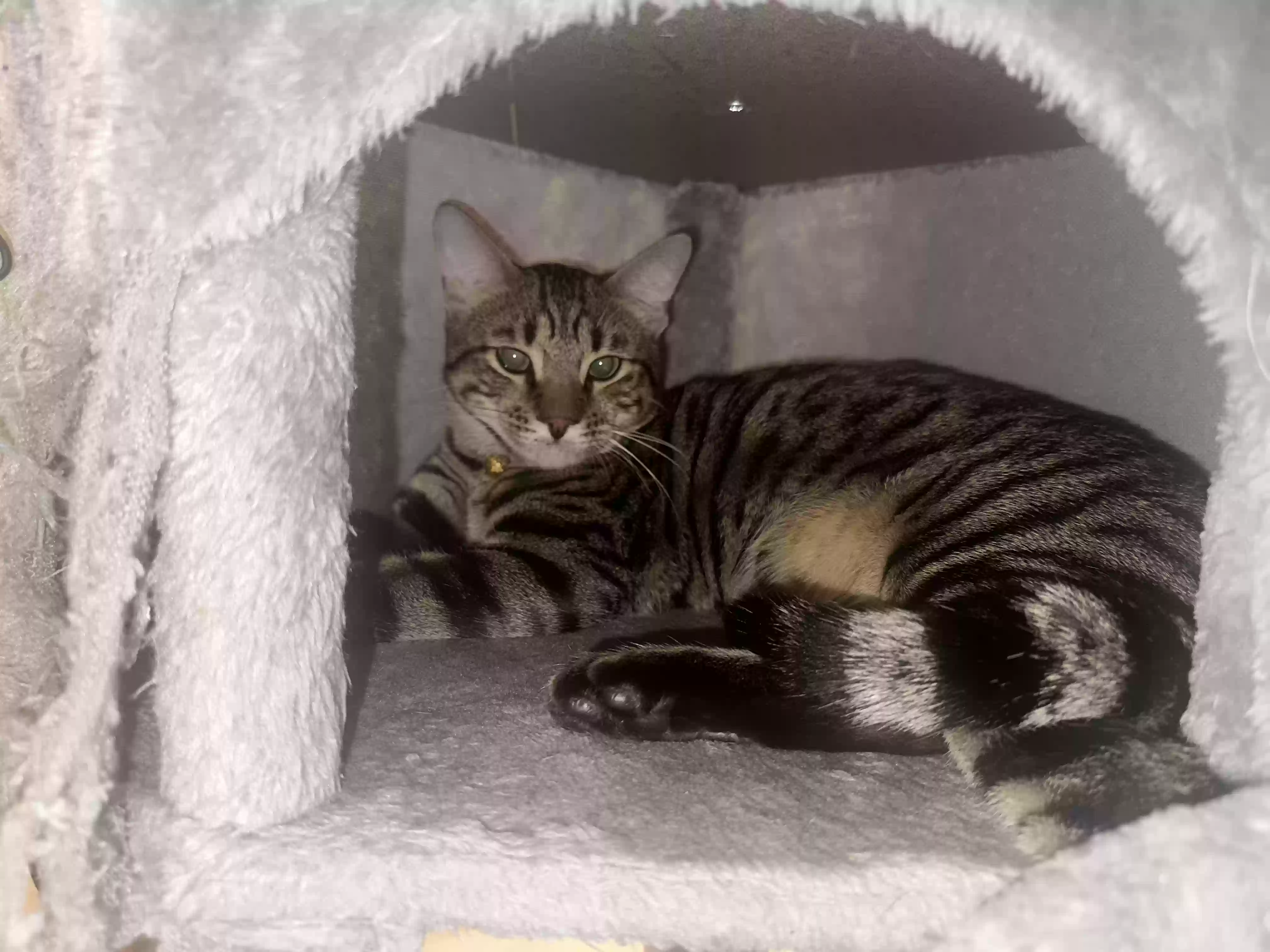 Lost cat in Shingle Springs, CA, 95682