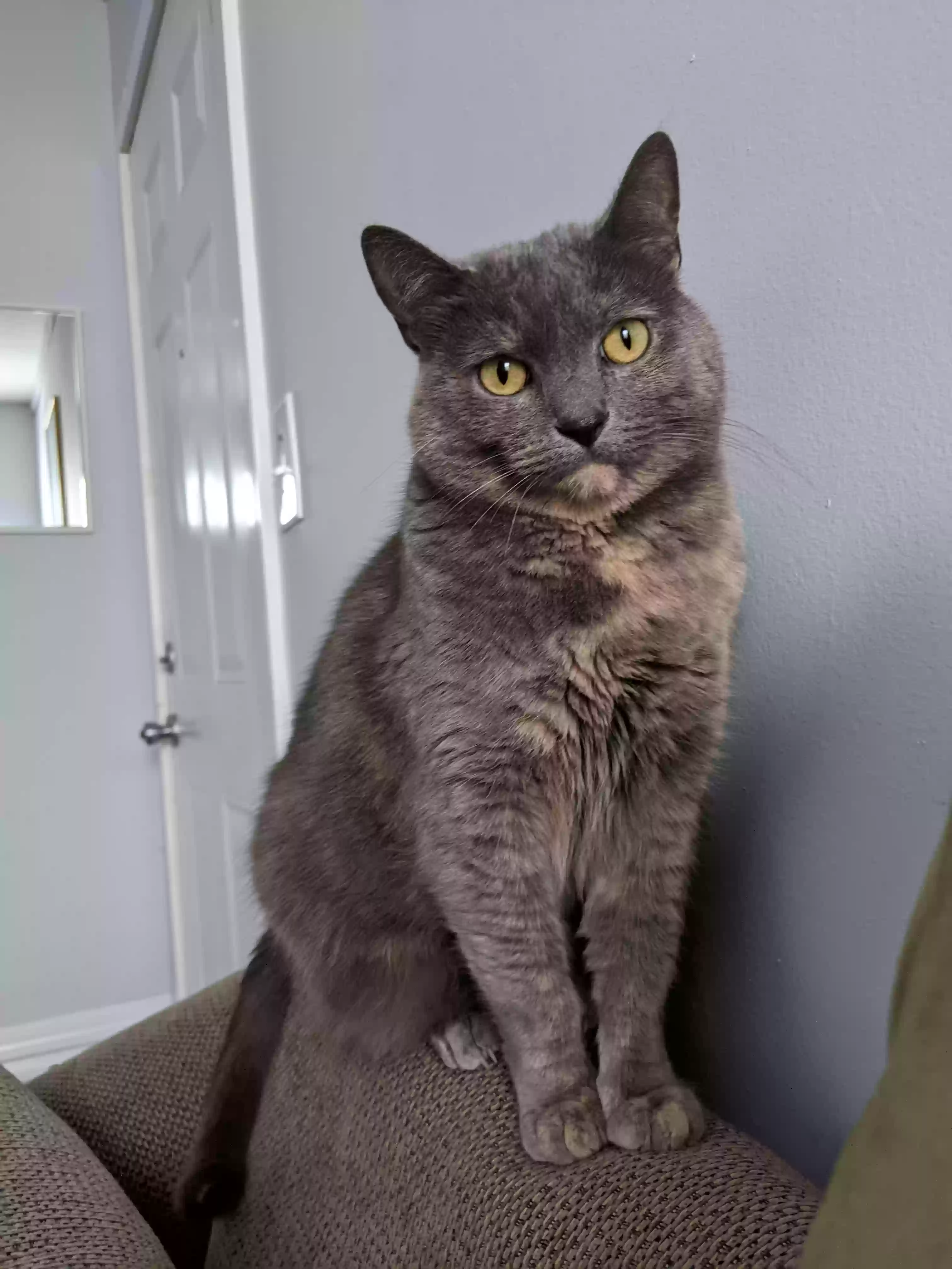 Lost cat in Grand Rapids, MI, 49504