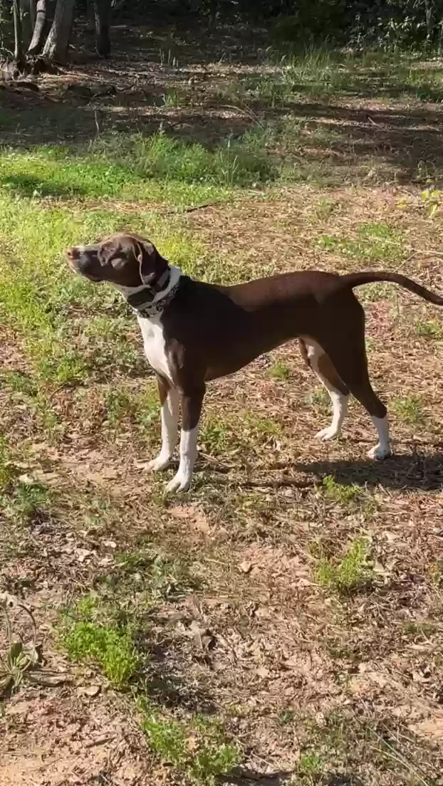 Lost dog in Augusta, GA, 30905