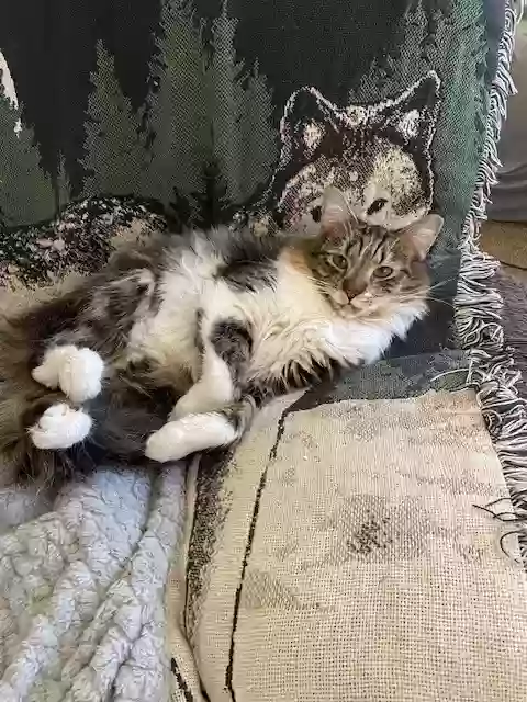 Lost cat in Las Vegas, NV, 89131