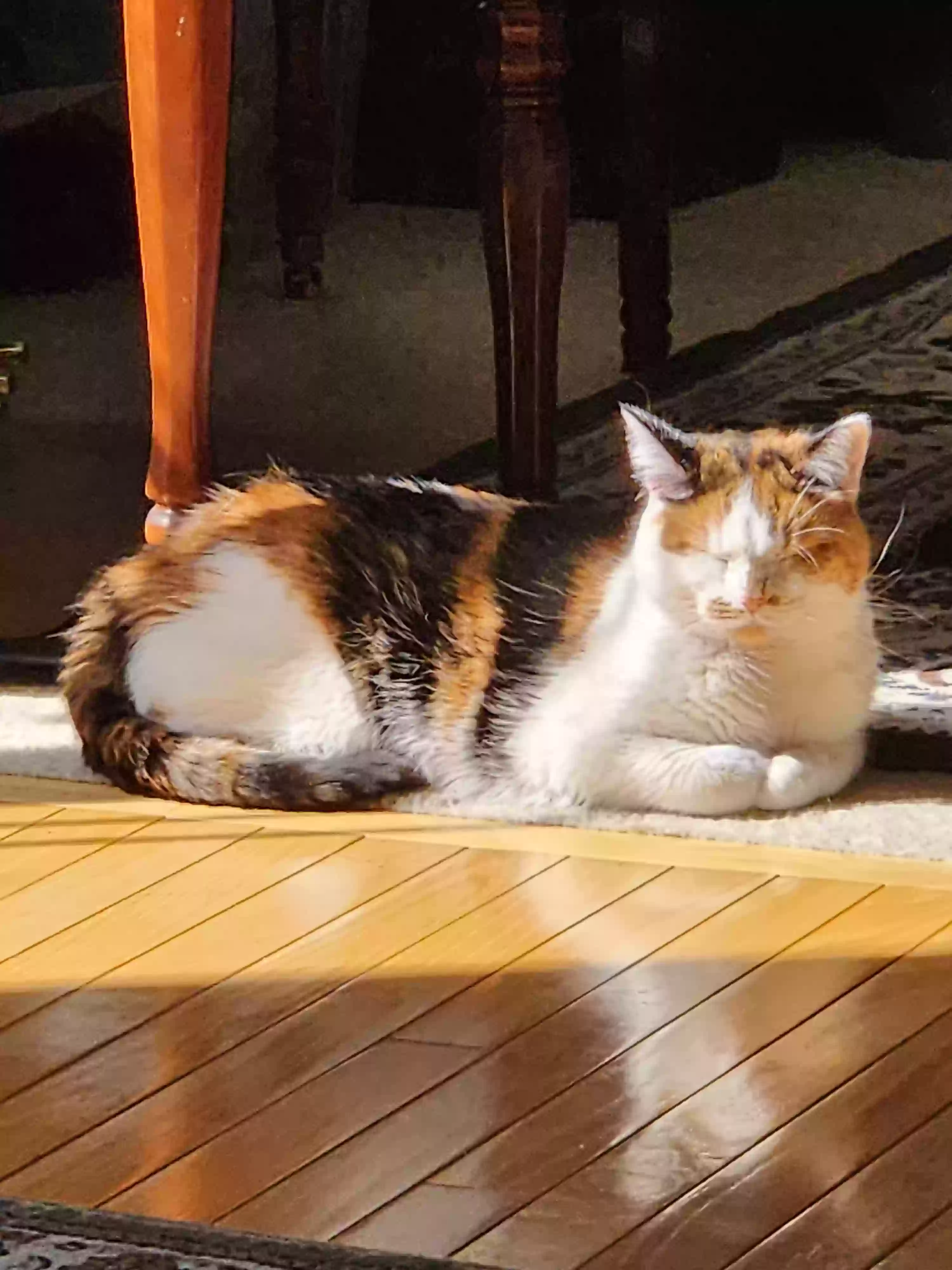 Lost cat in Hoffman Estates, IL, 60192