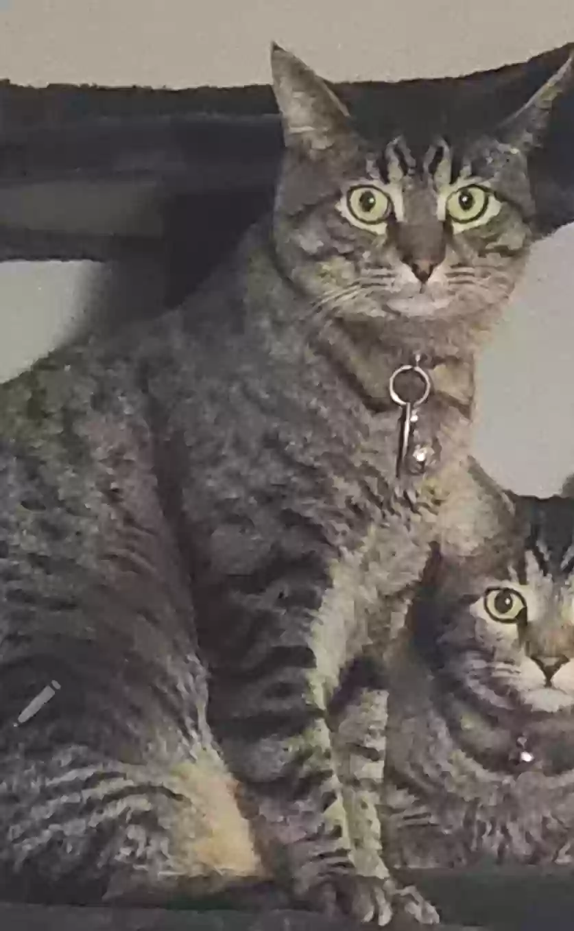 Lost cat in Rochester, NY, 14606
