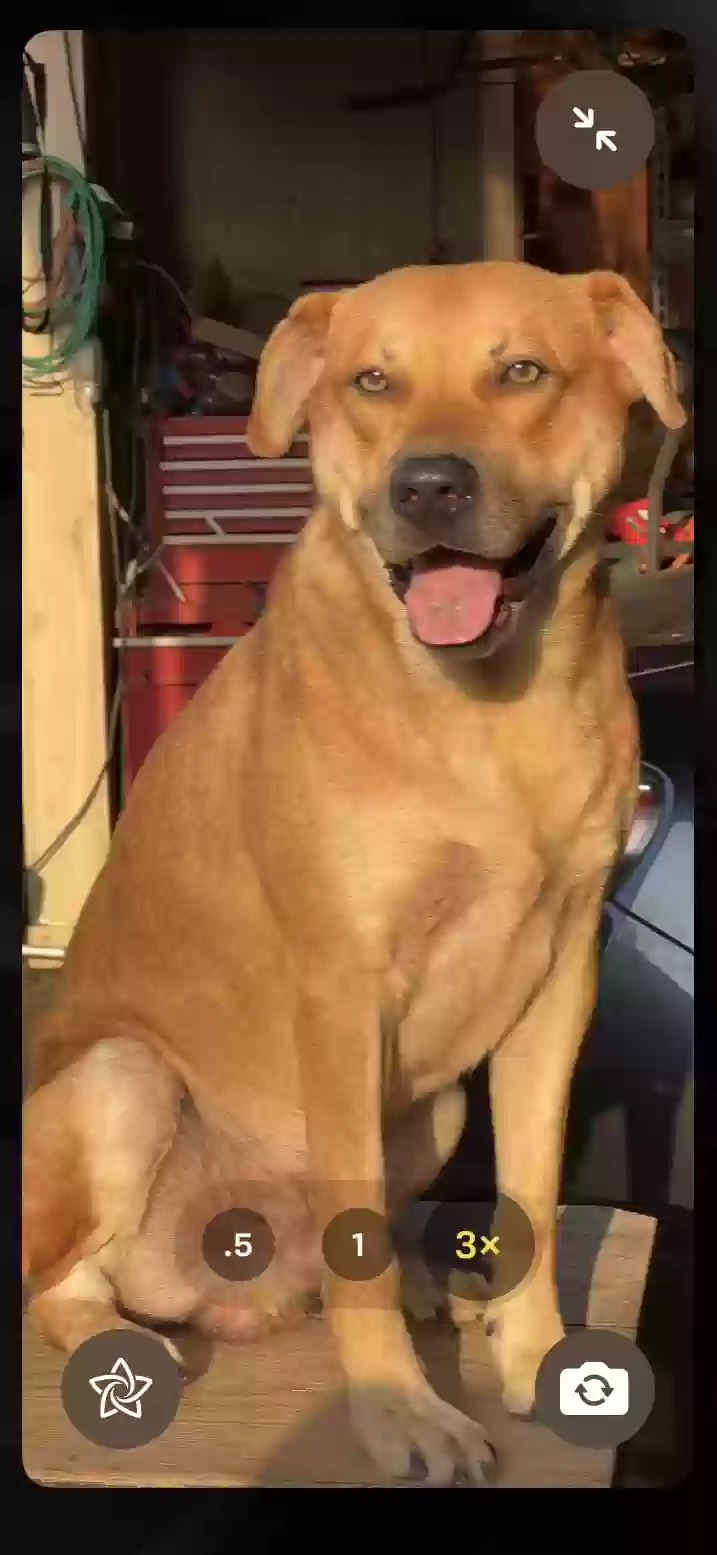 Lost dog in Houston, TX, 77070