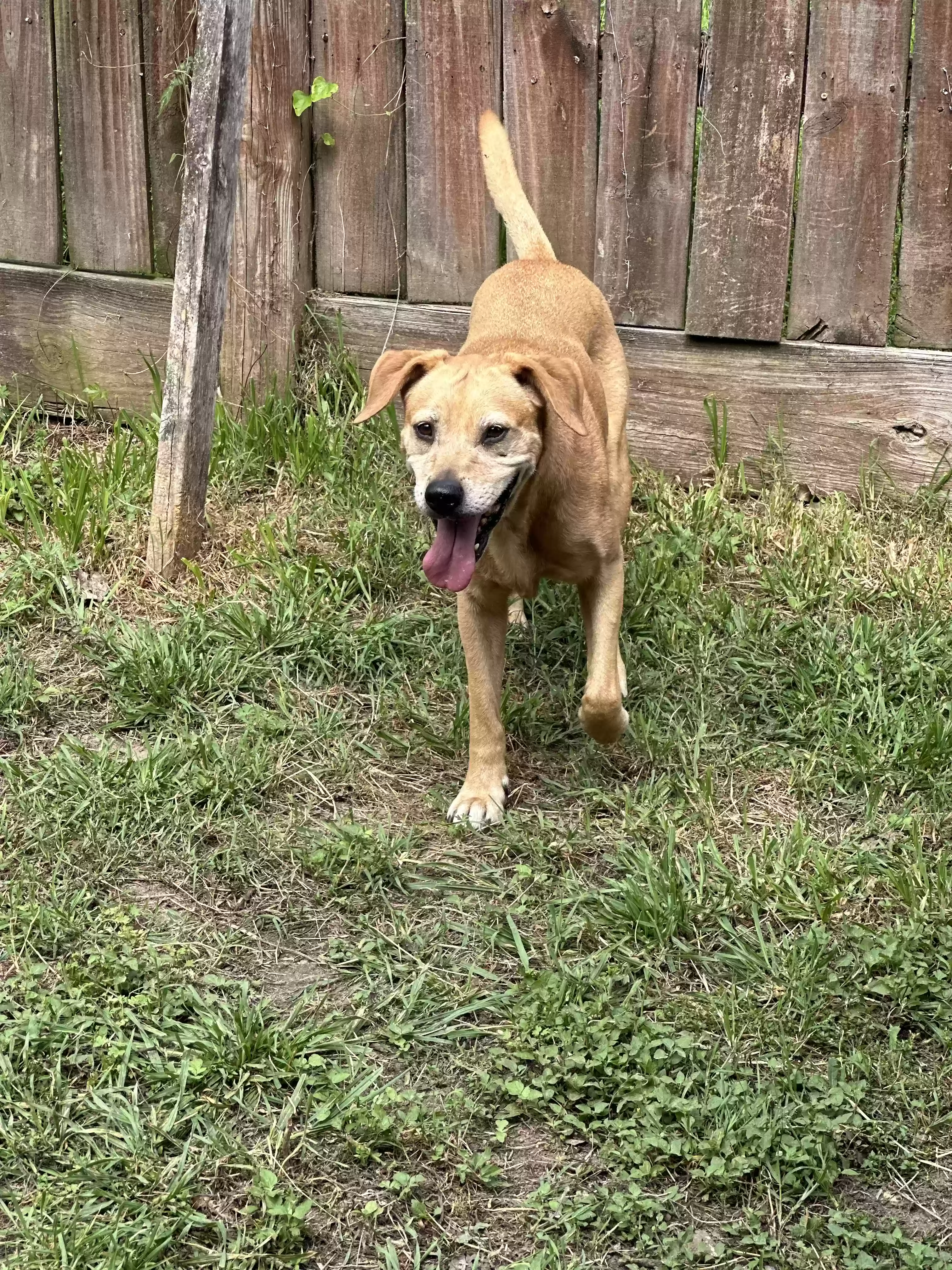 Lost dog in Houston, TX, 77070