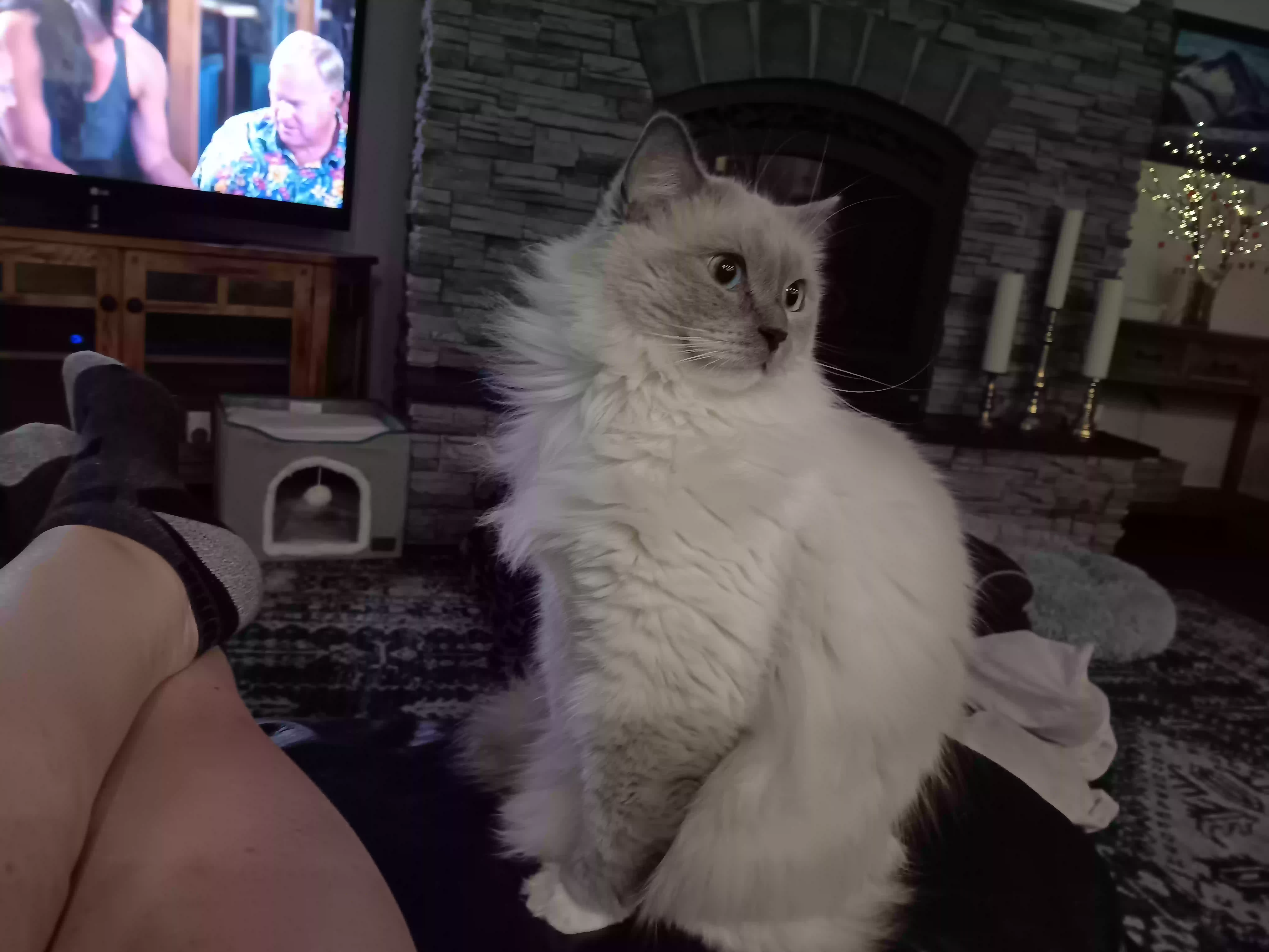 Lost cat in Puyallup, WA, 98371