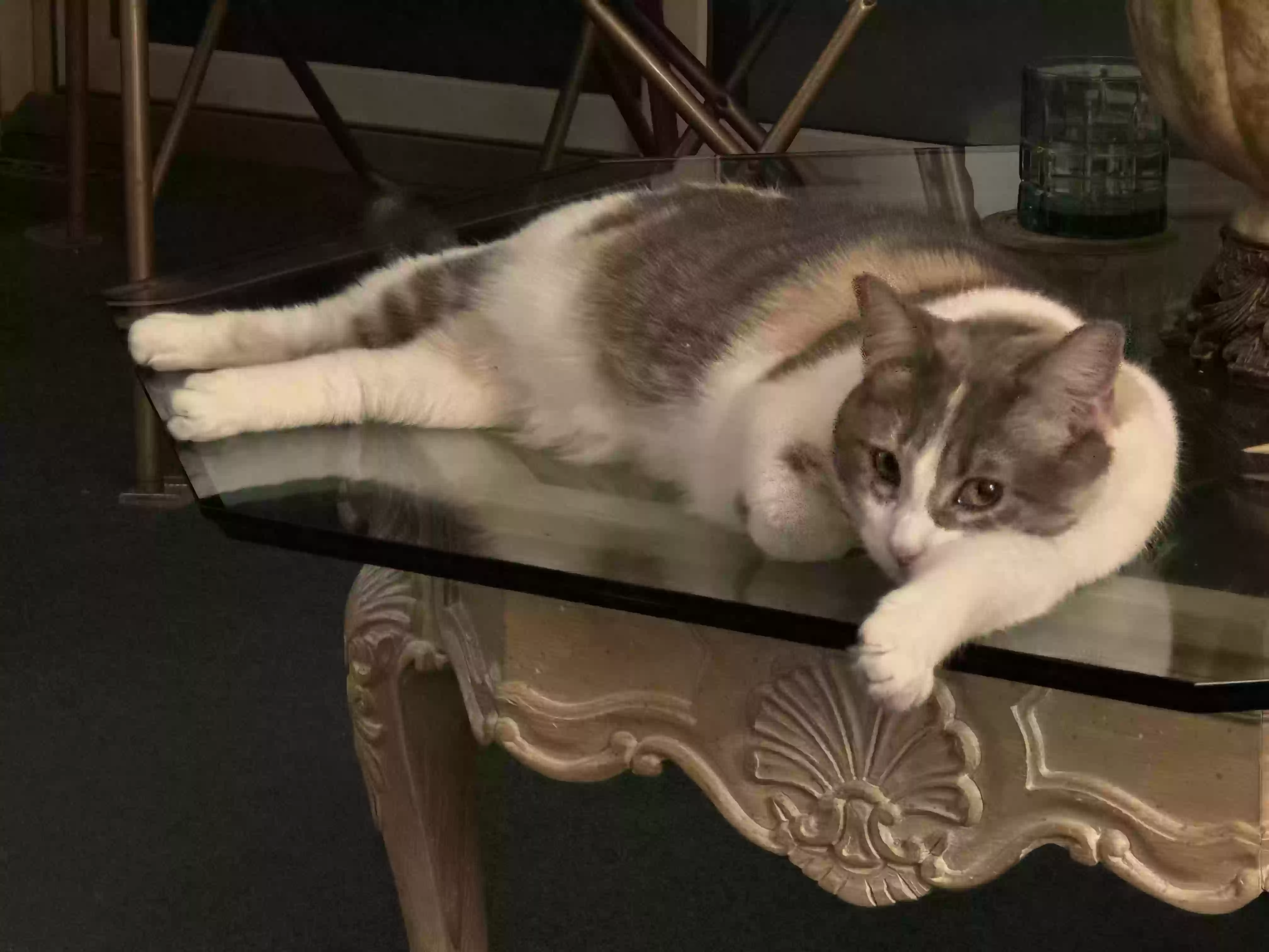 Lost cat in Bellevue, NE, 68005