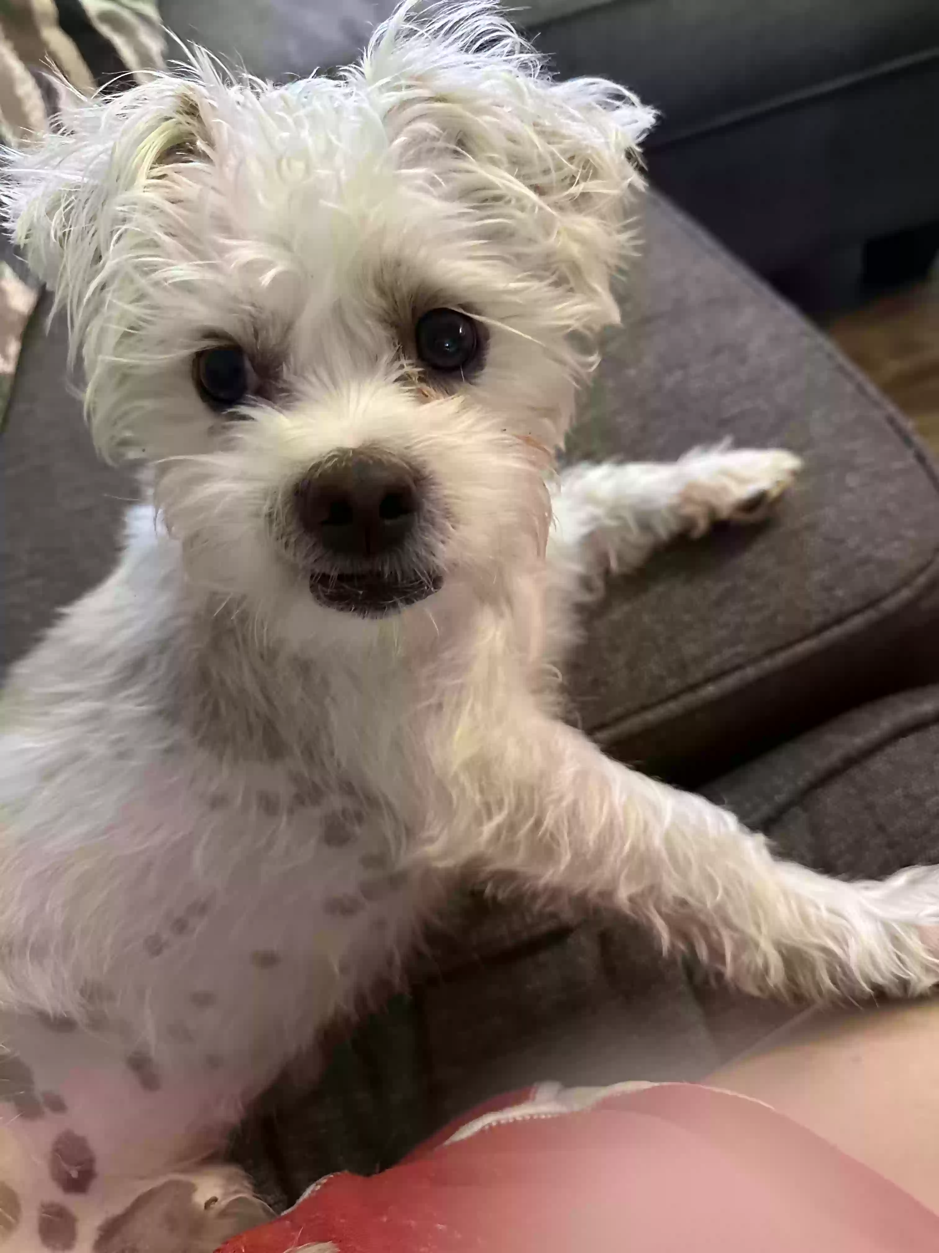 Lost dog in Richmond, KY, 40475