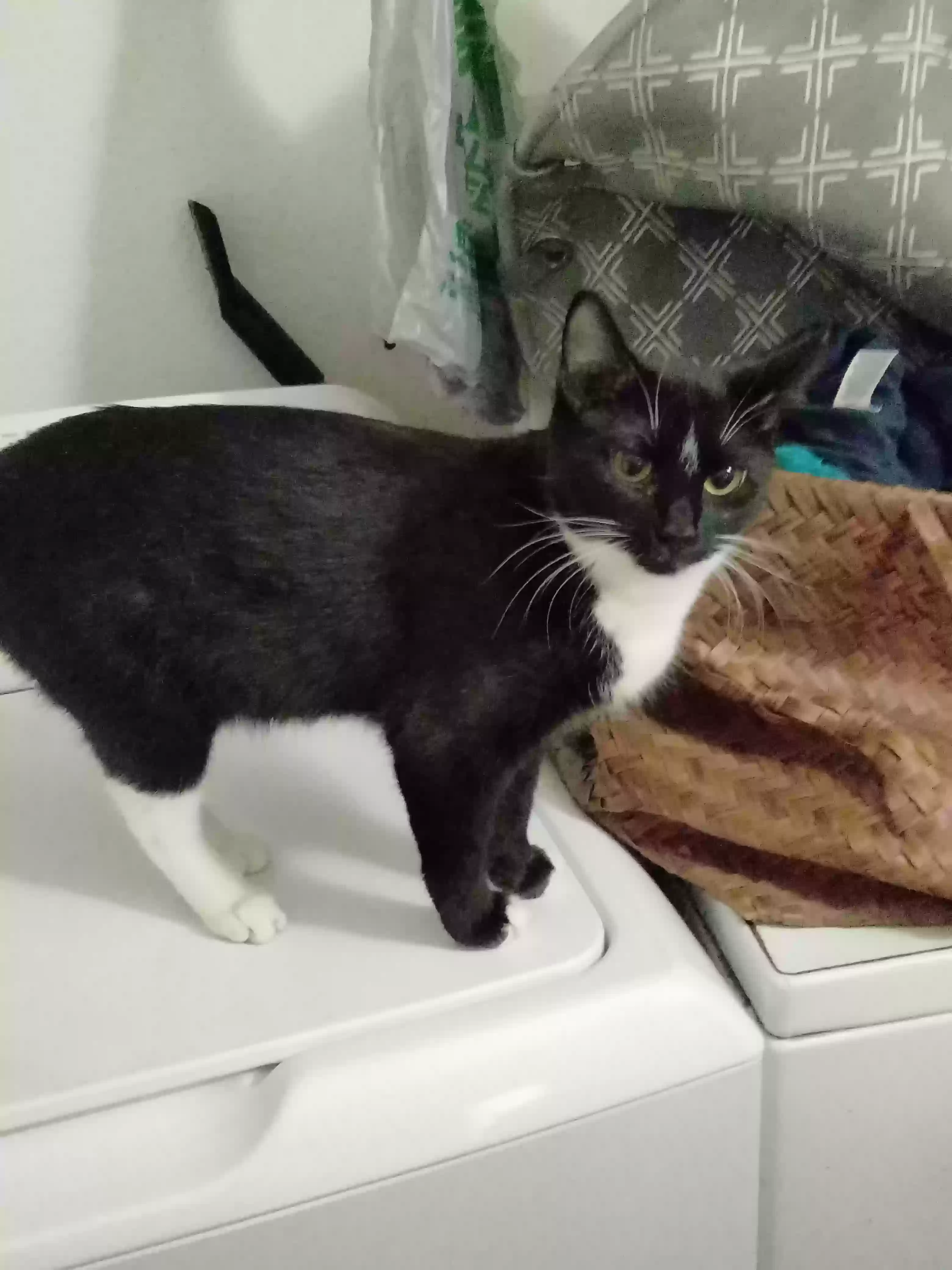 Lost cat in Phoenix, AZ, 85023