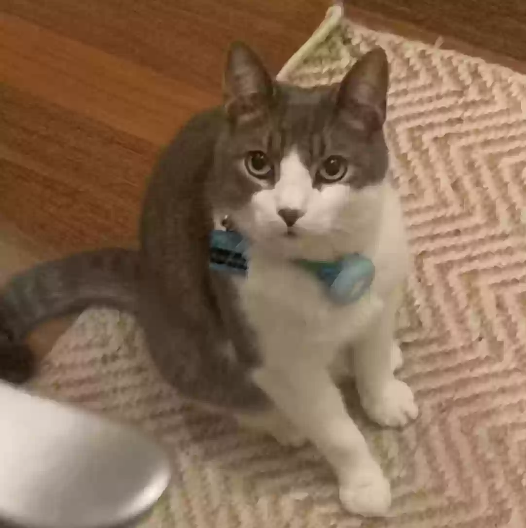 Lost cat in Charlotte, NC, 28226