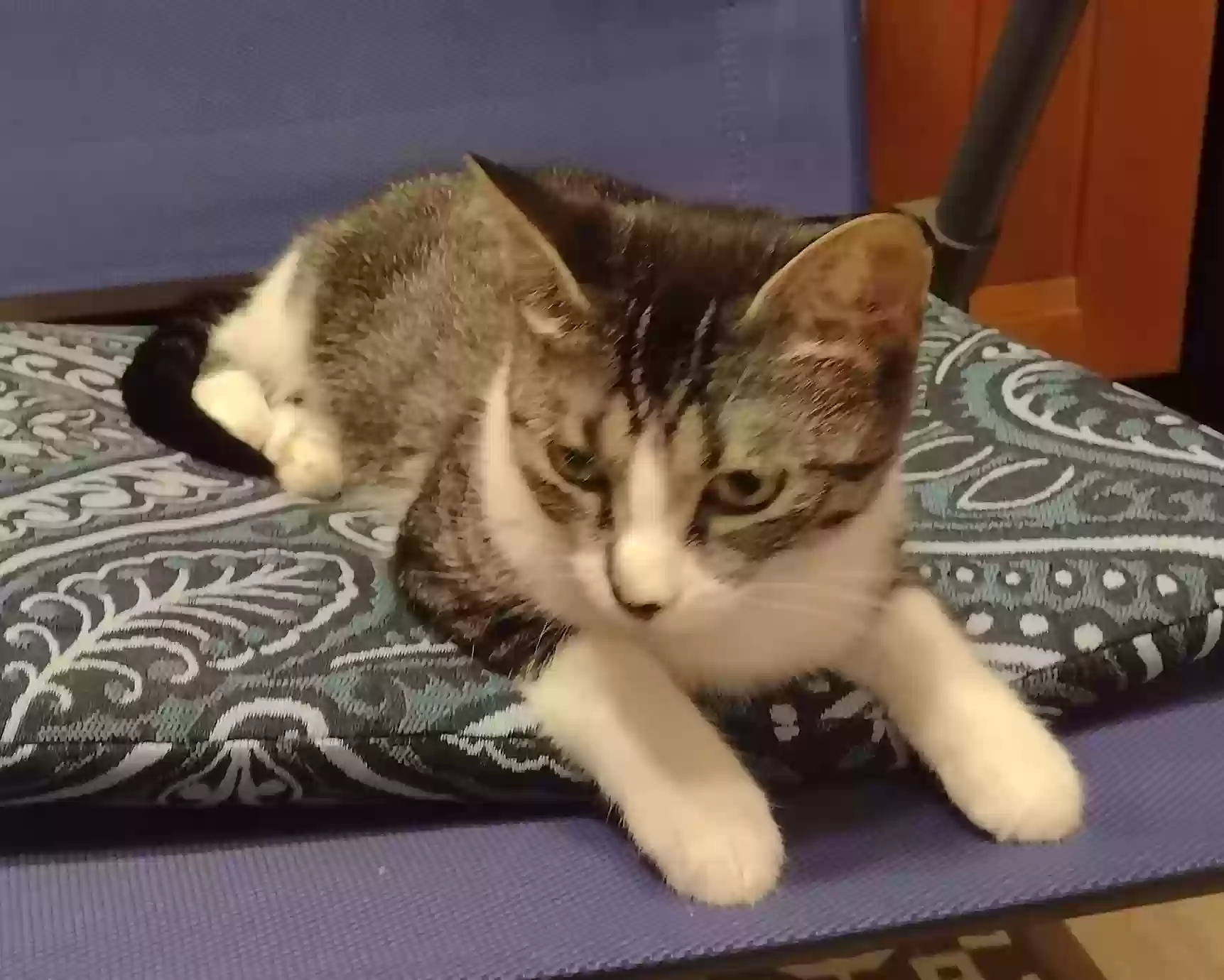 Lost cat in Akron, OH, 44303
