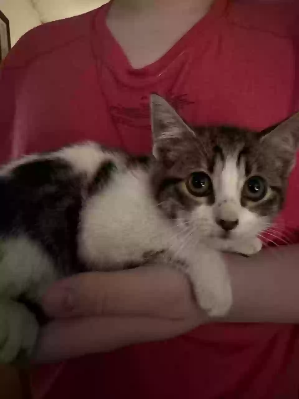 Lost cat in Elgin, TX, 78621