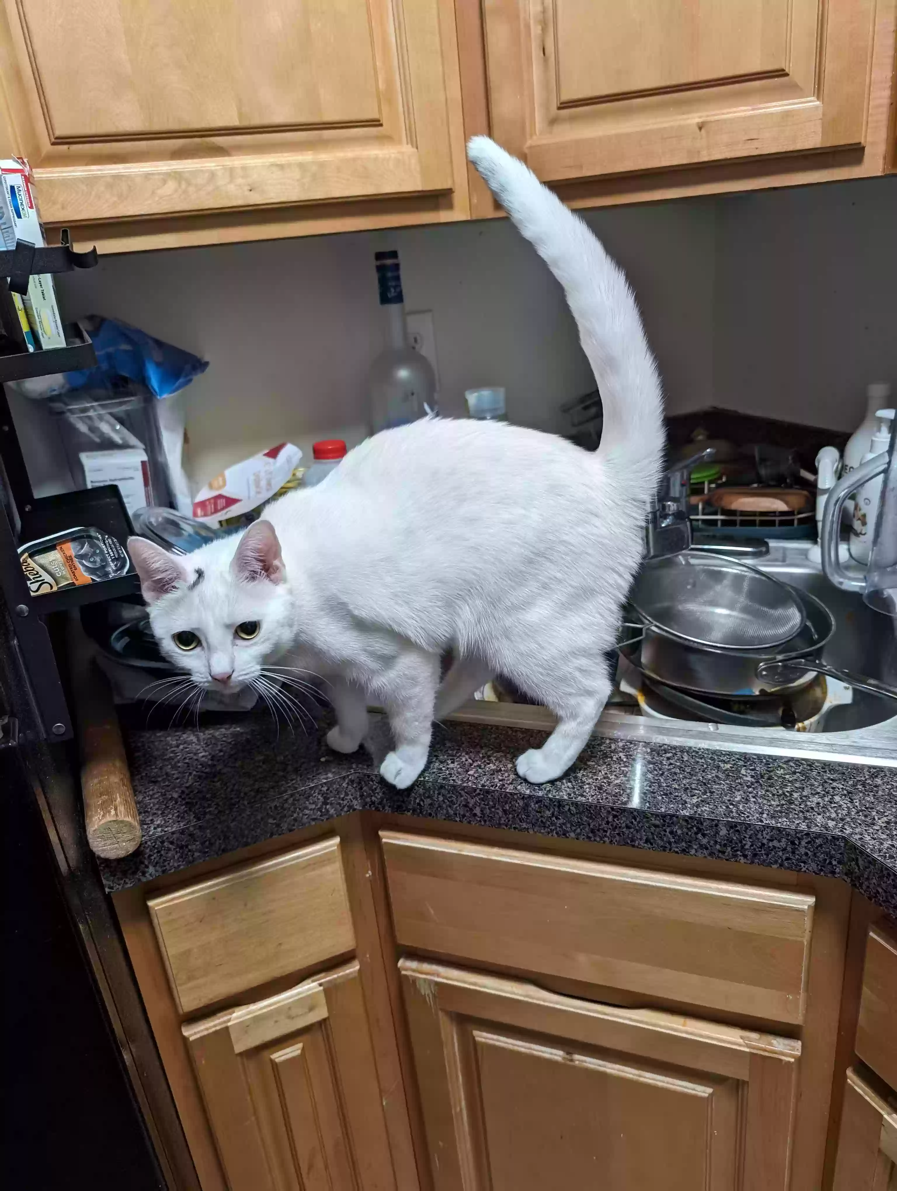 Lost cat in Flanders, NJ, 7836