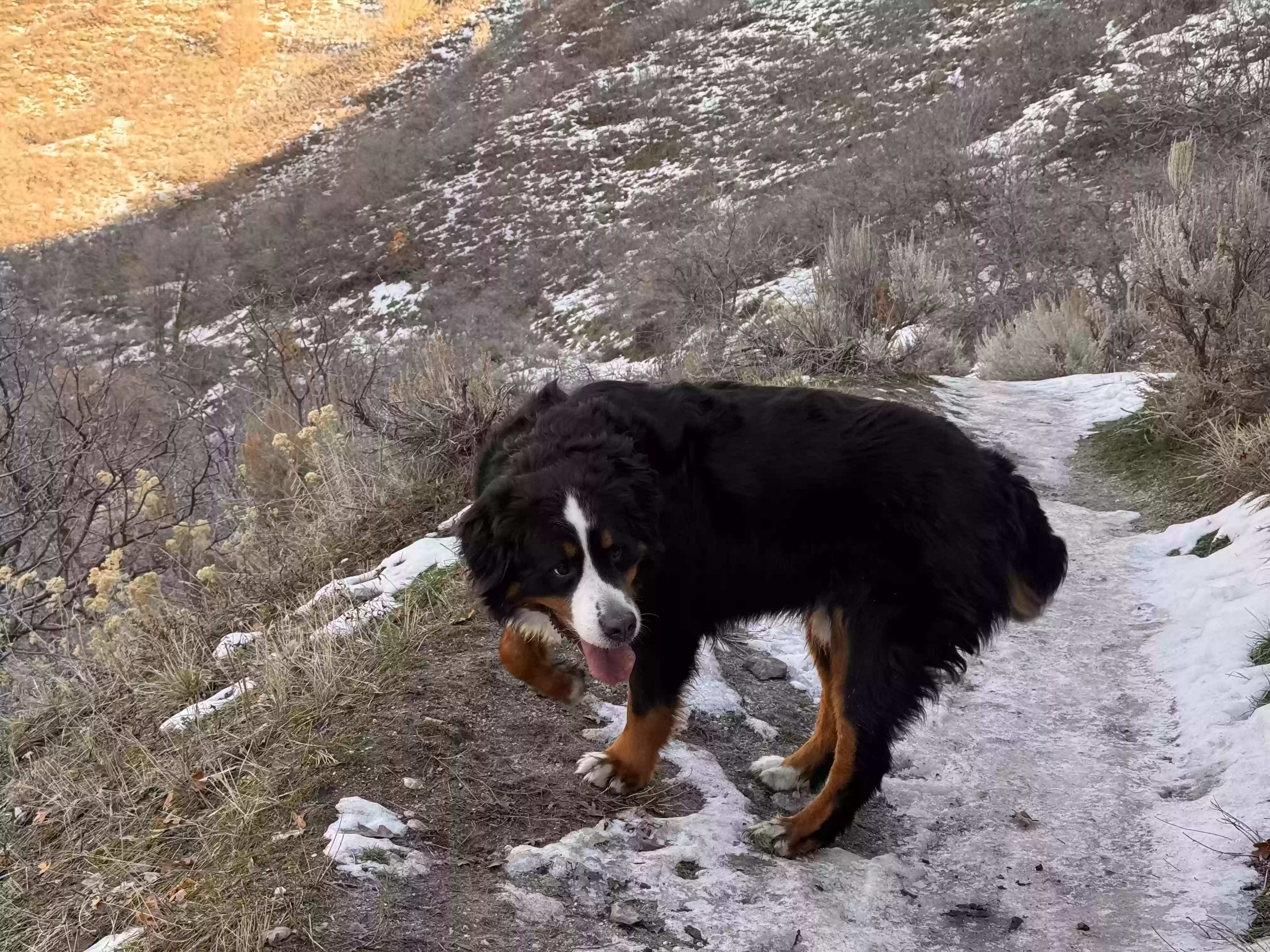 Lost dog in Peoa, UT, 84061