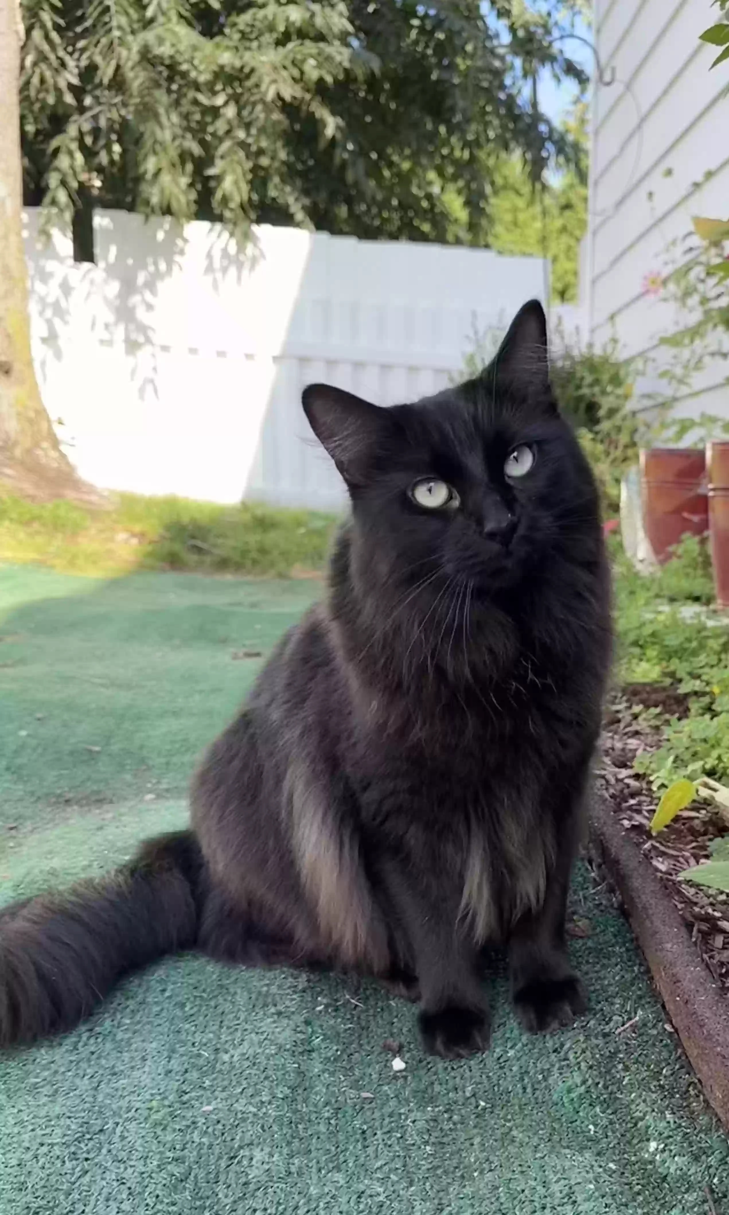 Lost cat in Bergenfield, NJ, 7621