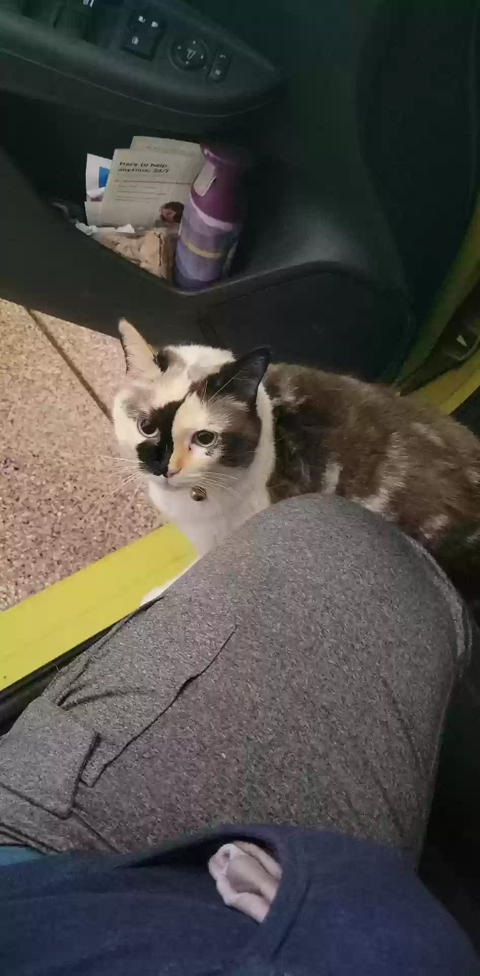 Lost cat in Indianapolis, IN, 46237