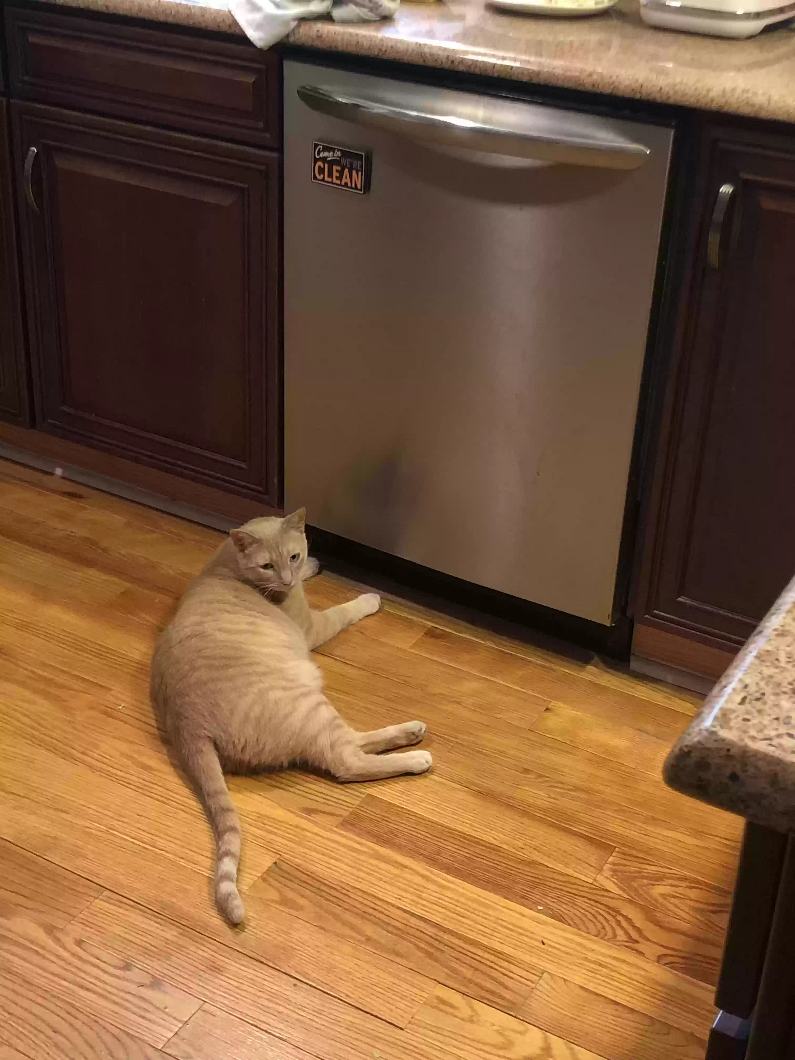 Lost cat in Fayetteville, NC, 28303