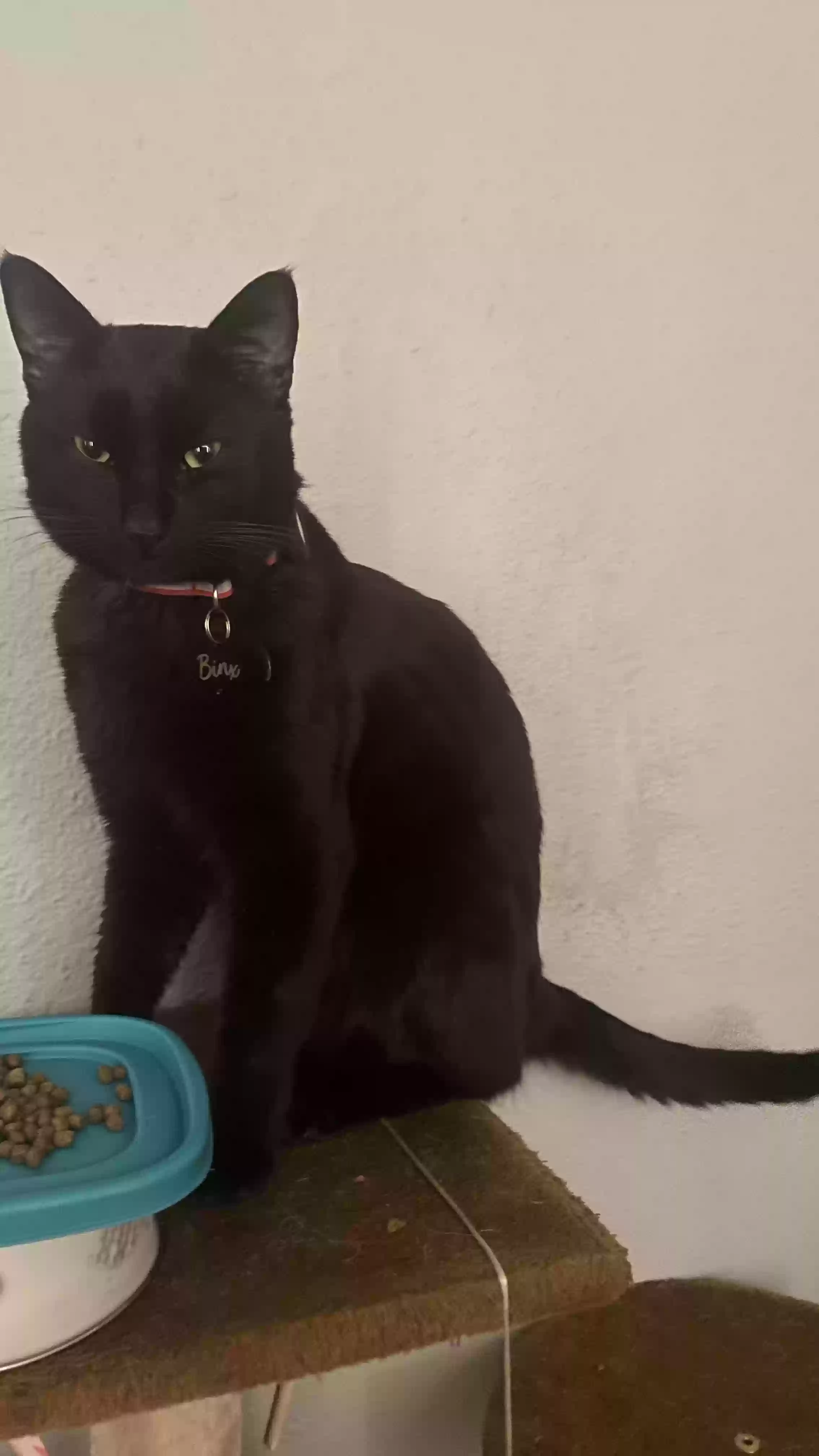 Lost cat in Oakland, CA, 94605