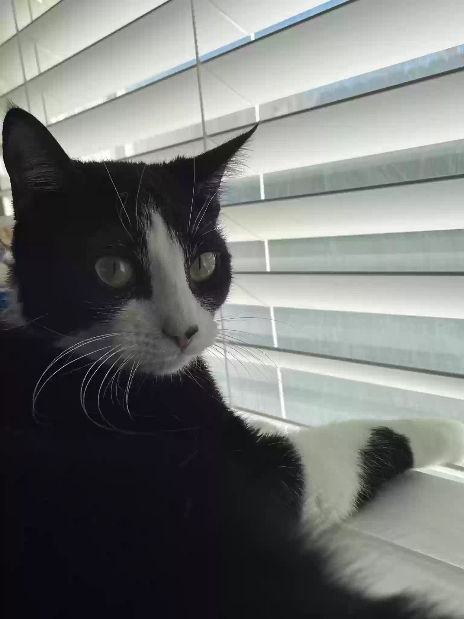 Lost cat in Houston, TX, 77087