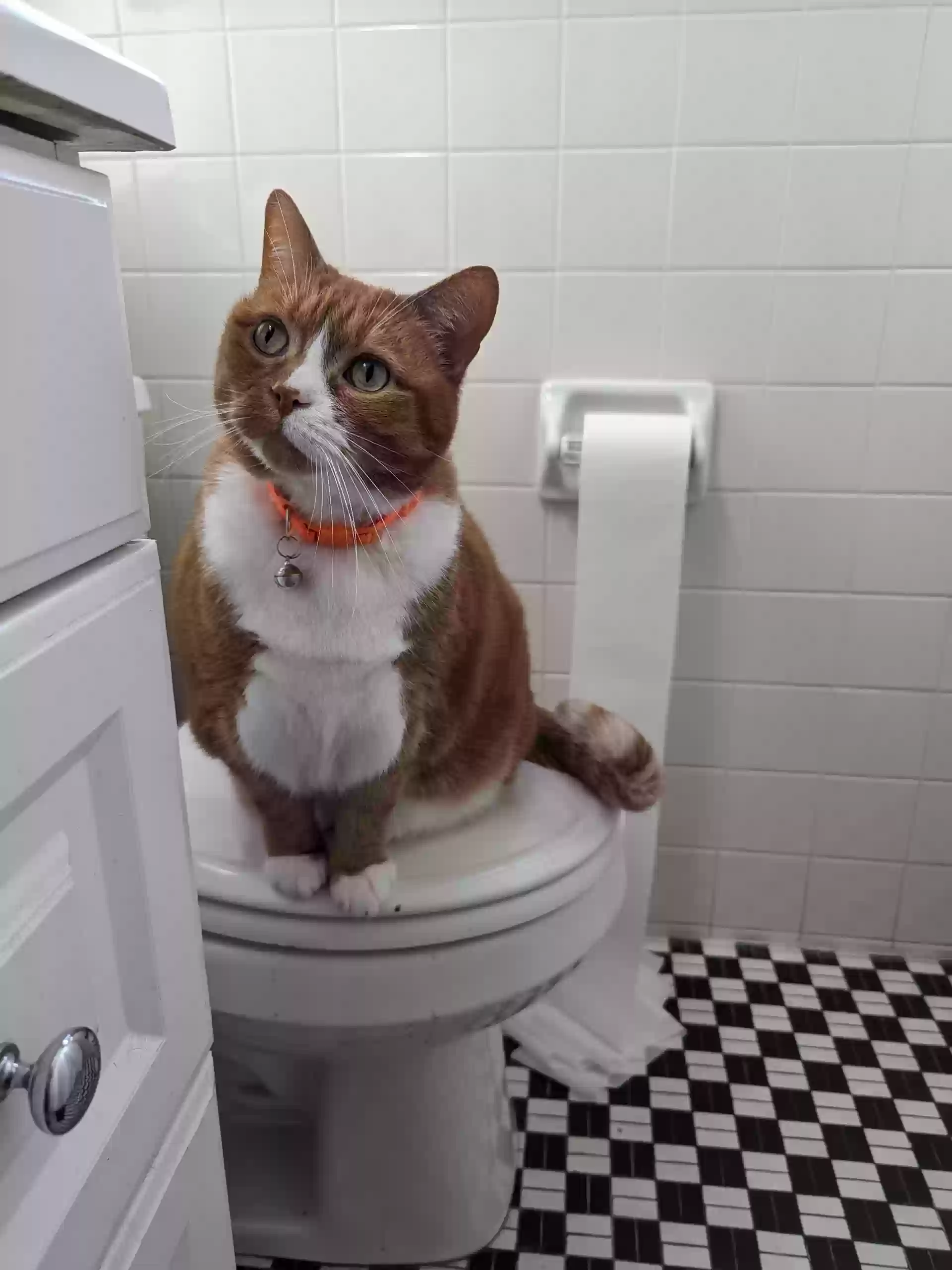 Lost cat in Louisville, KY, 40222