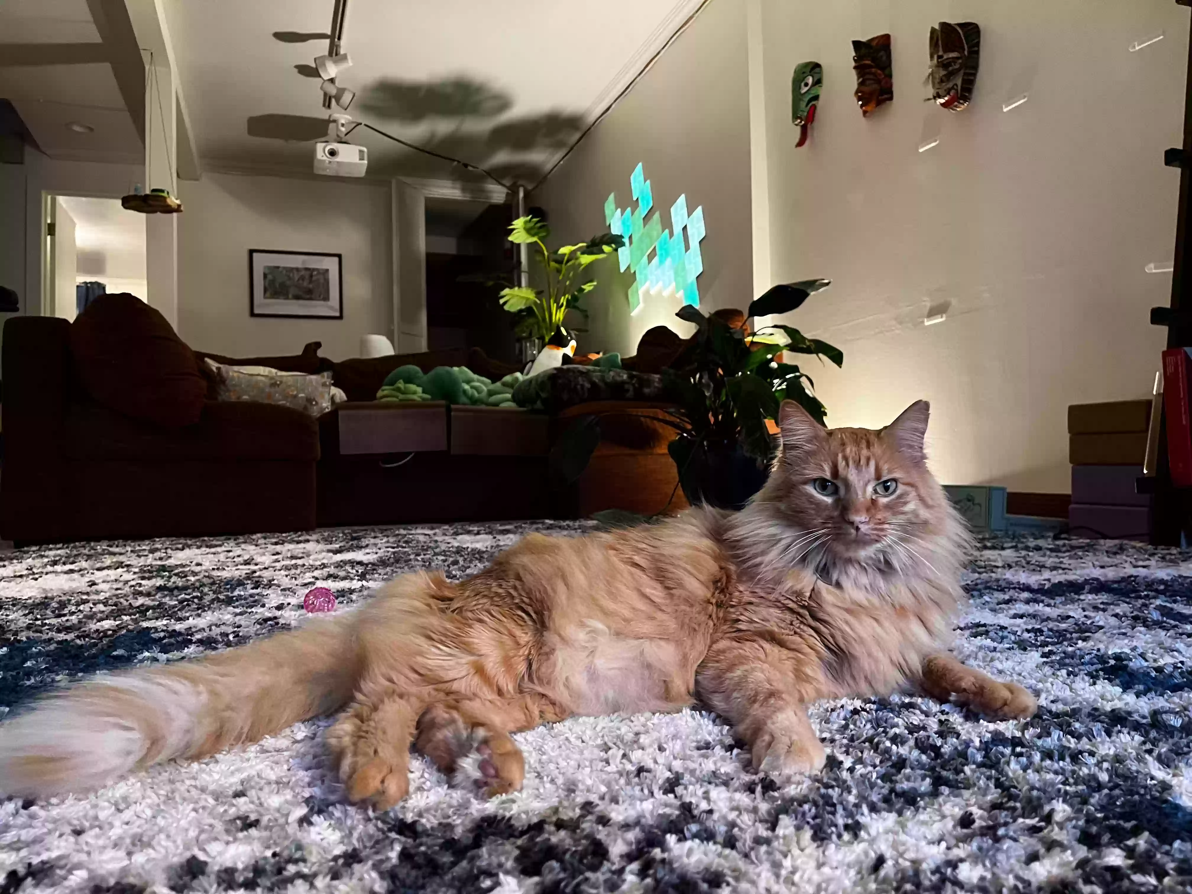 Lost cat in San Francisco, CA, 94117
