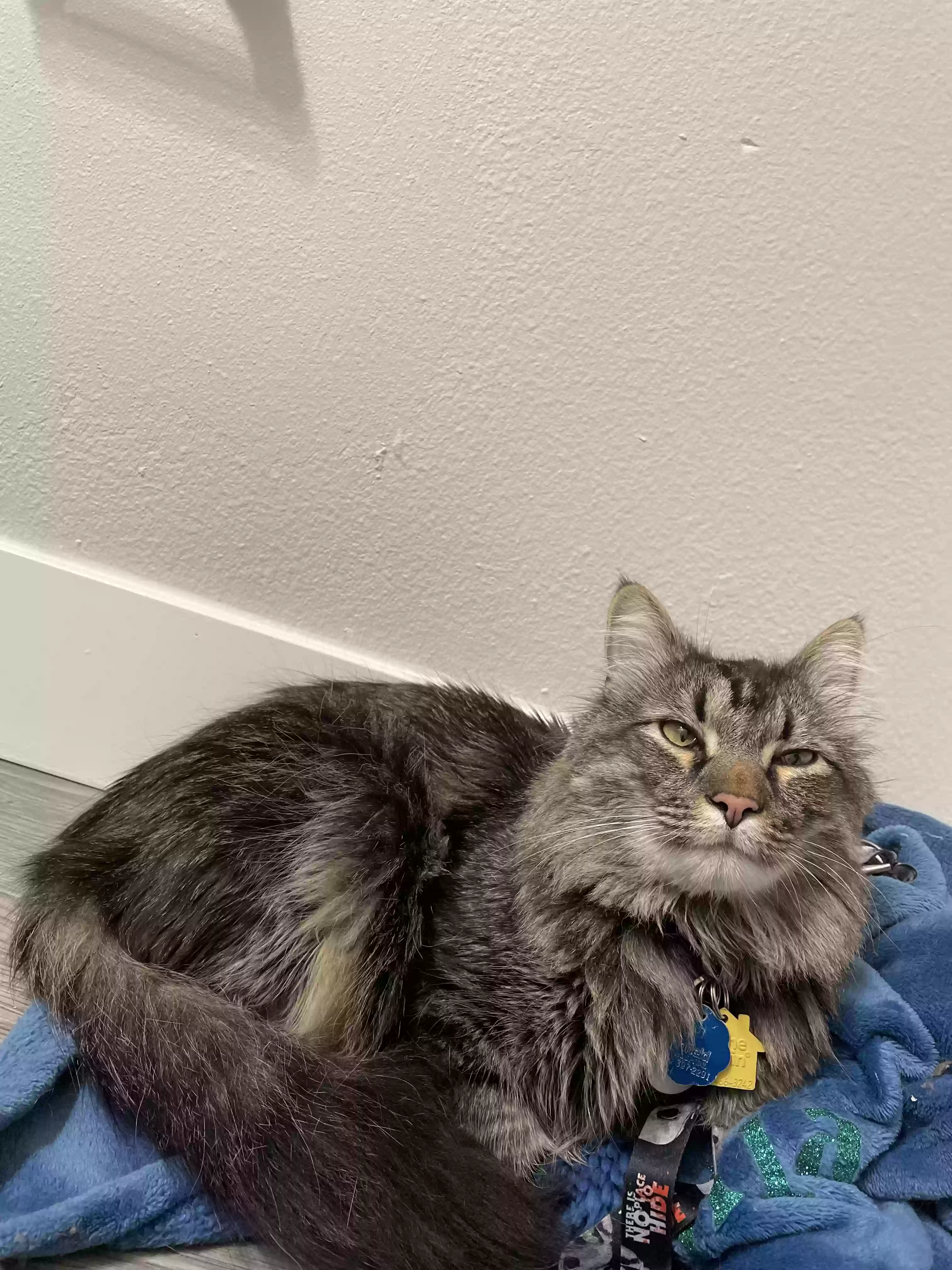 Lost cat in Albuquerque, NM, 87121