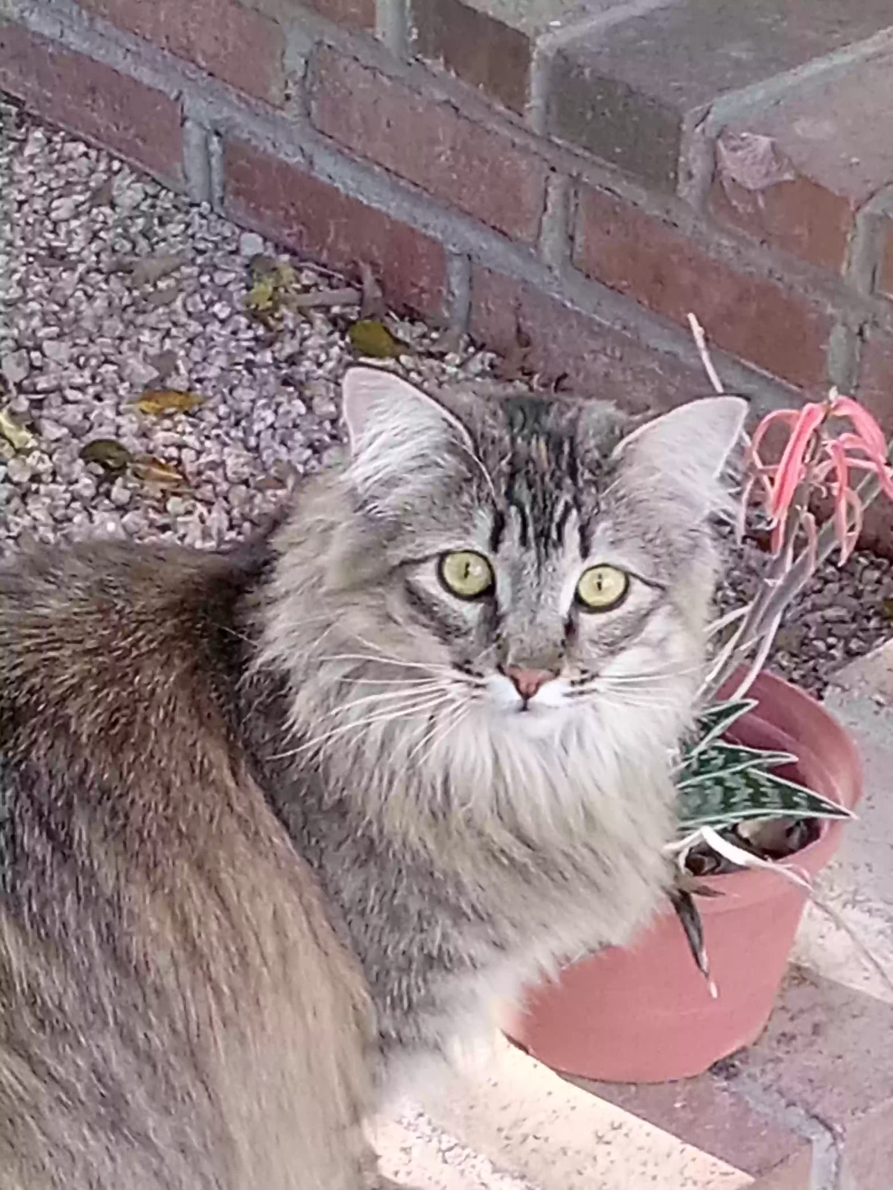 Lost cat in Gilbert, AZ, 85233