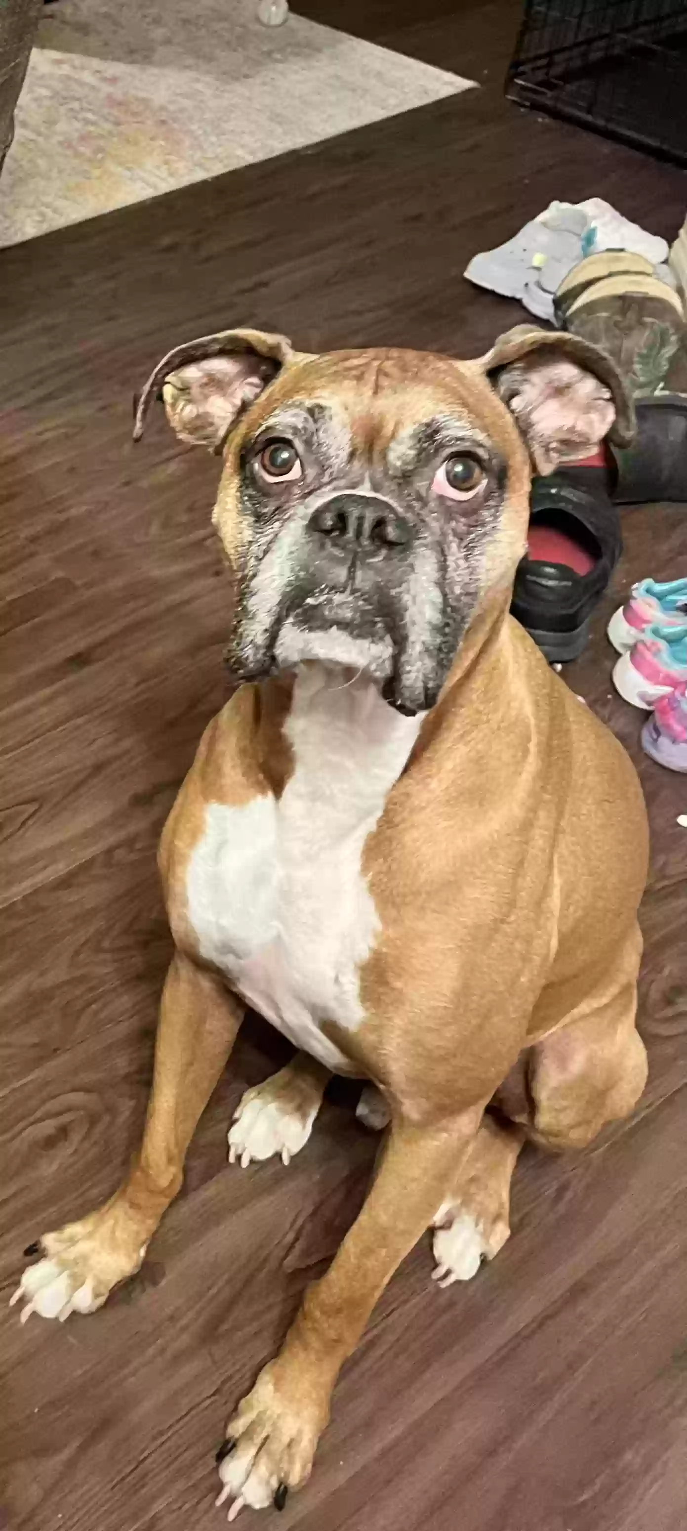 Lost dog in Conroe, TX, 77303