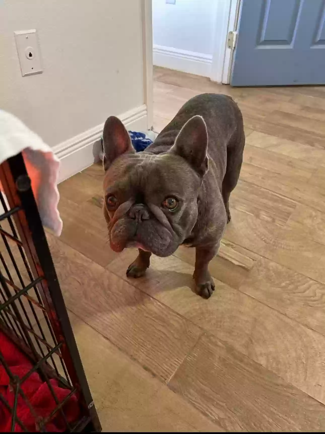 Lost dog in Cape Coral, FL, 33993