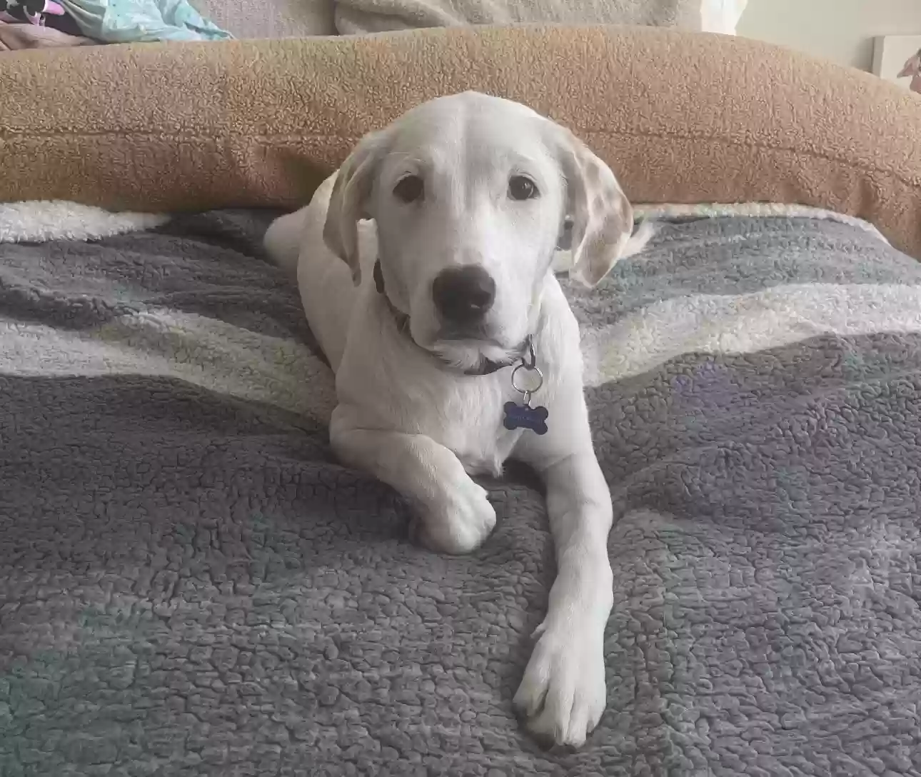 Lost dog in Palisades, NY, 10964