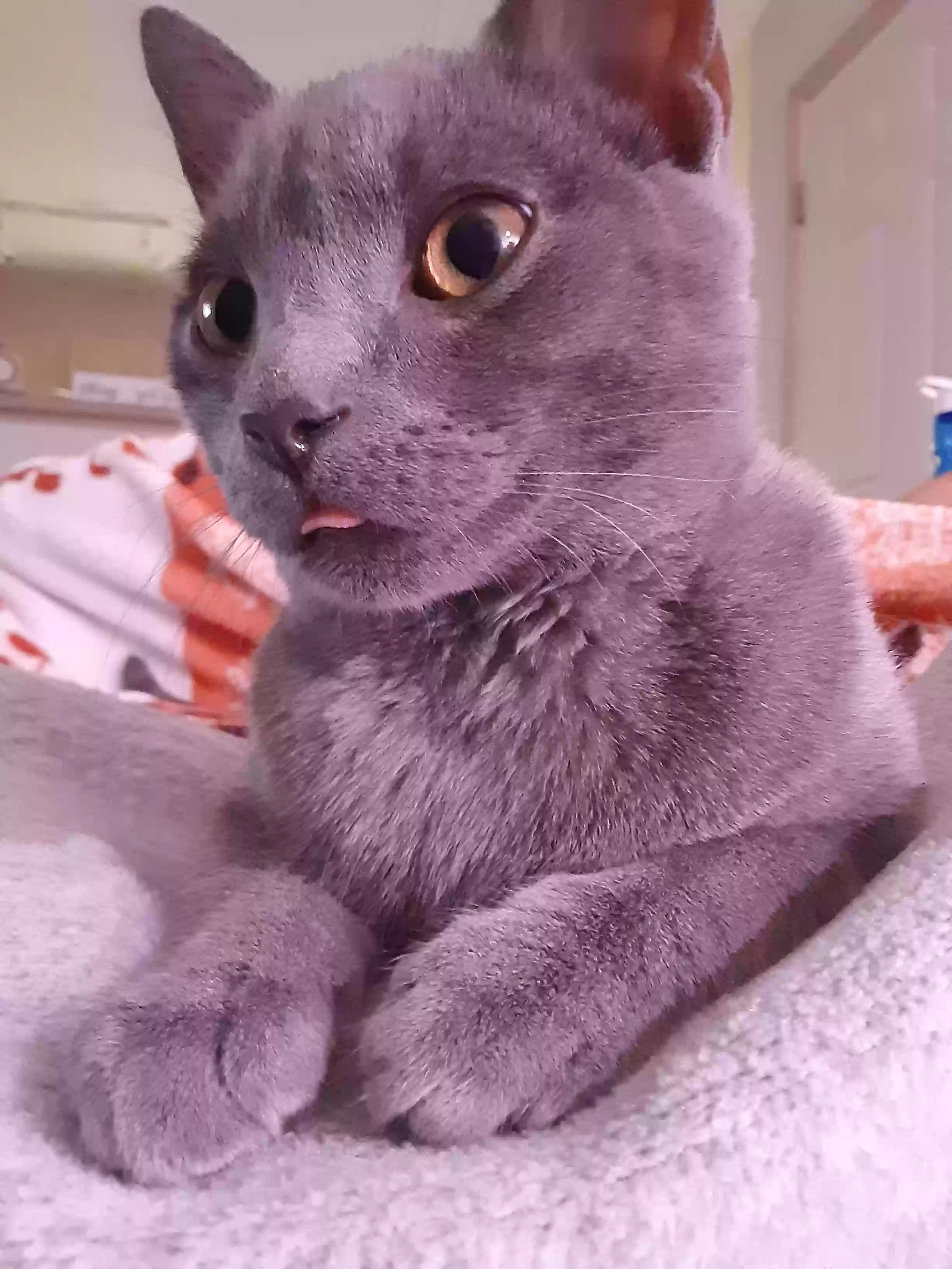 Lost cat in Columbus, OH, 43230