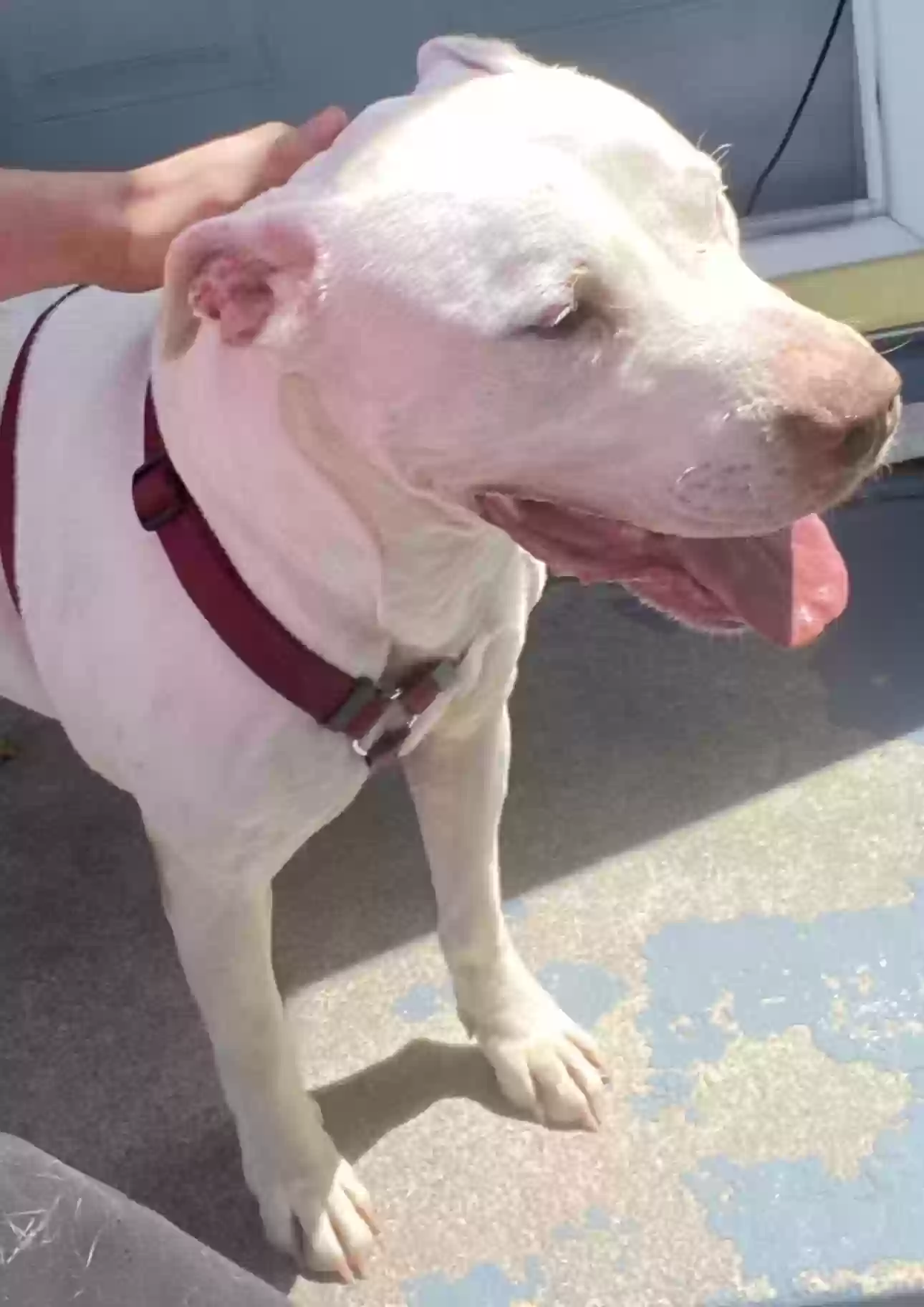 Found dog in Spokane, WA, 99205