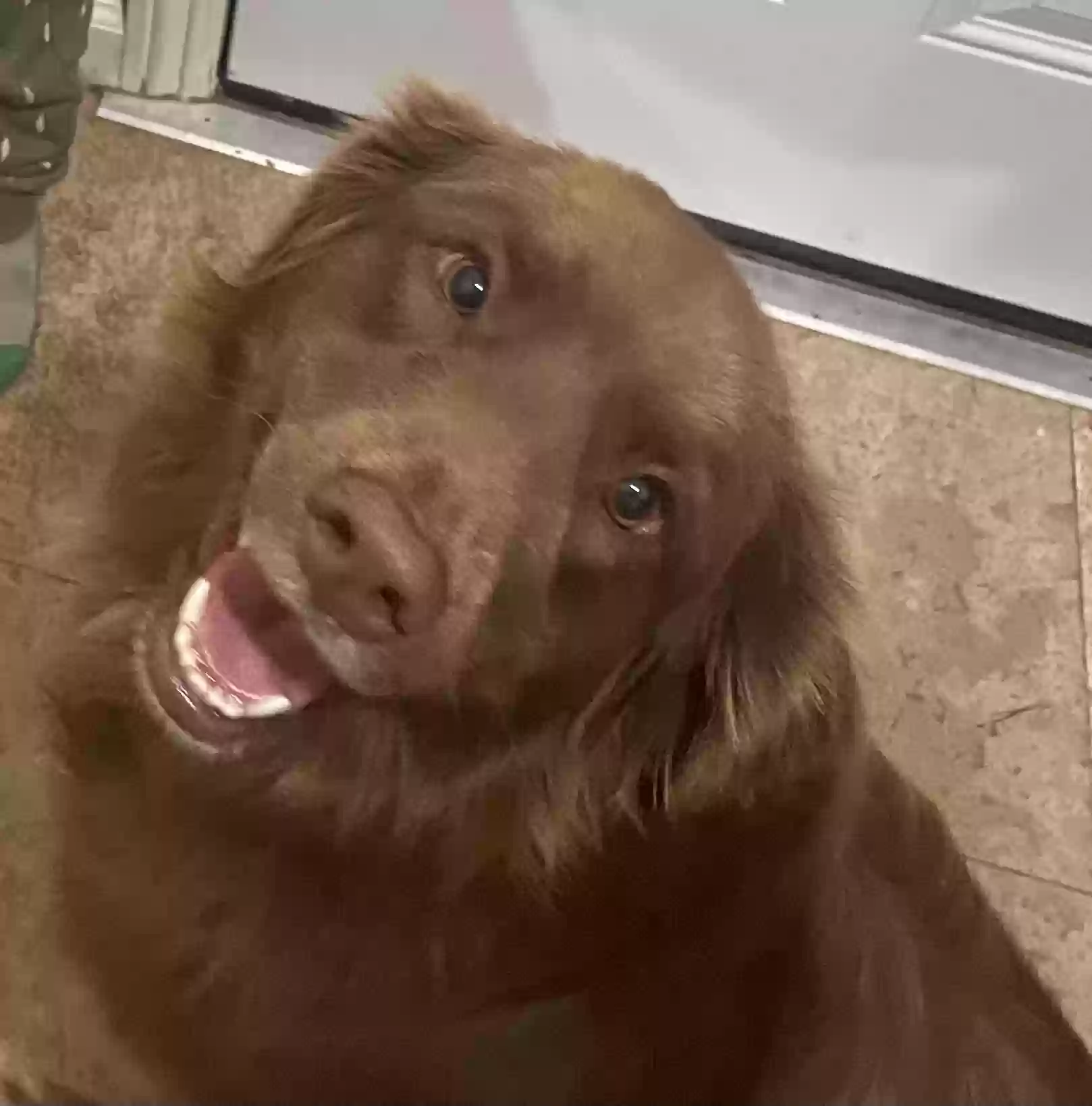 Lost dog in Los Angeles, CA, 90047