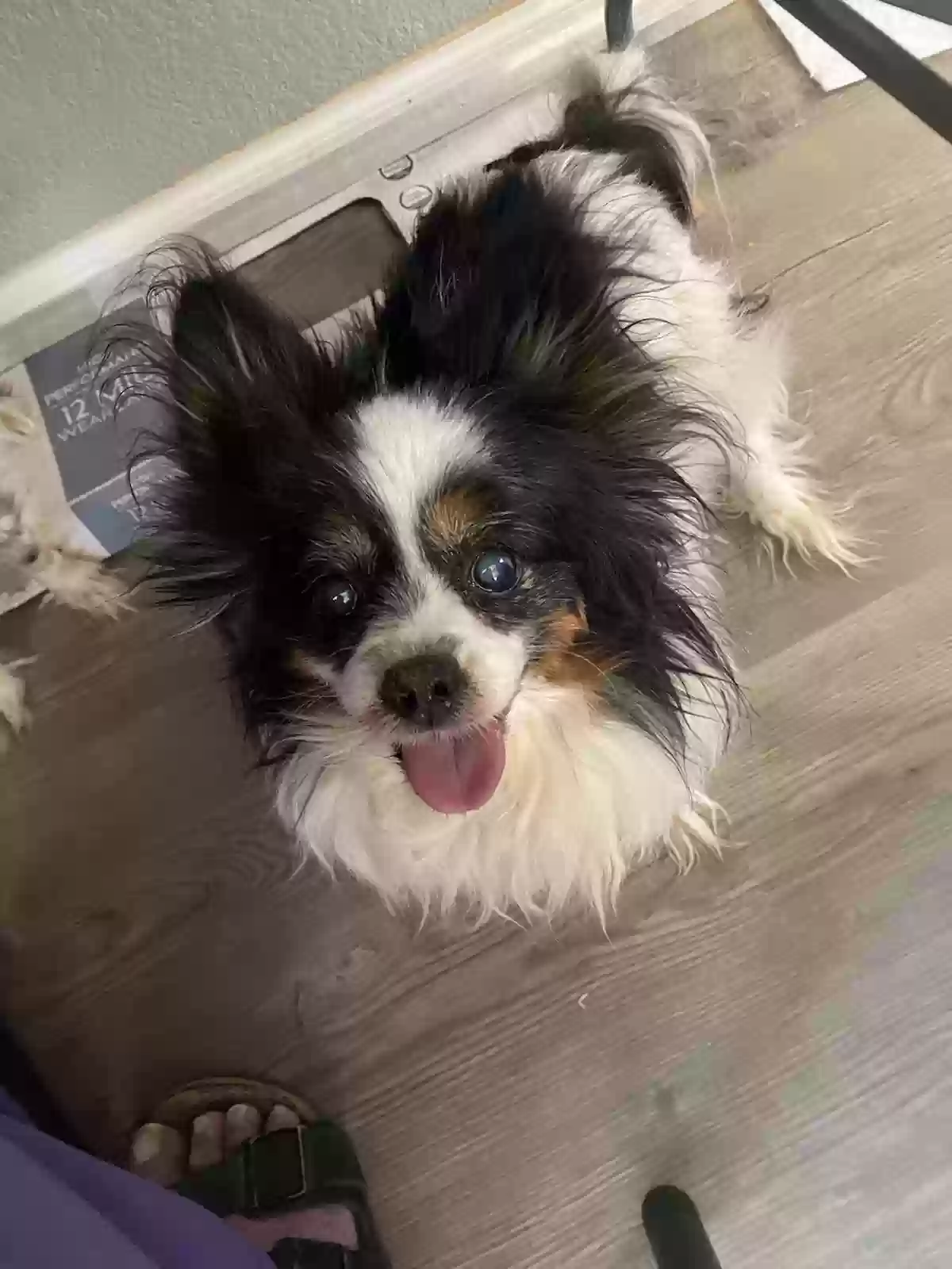 Lost dog in Queen Creek, AZ, 85142