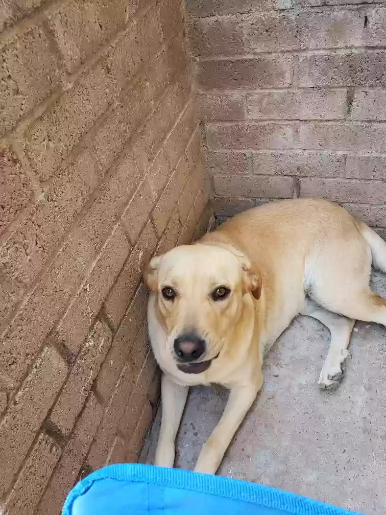 Lost dog in El Paso, TX, 79904