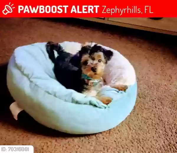 Lost dog in Zephyrhills, FL, 33540