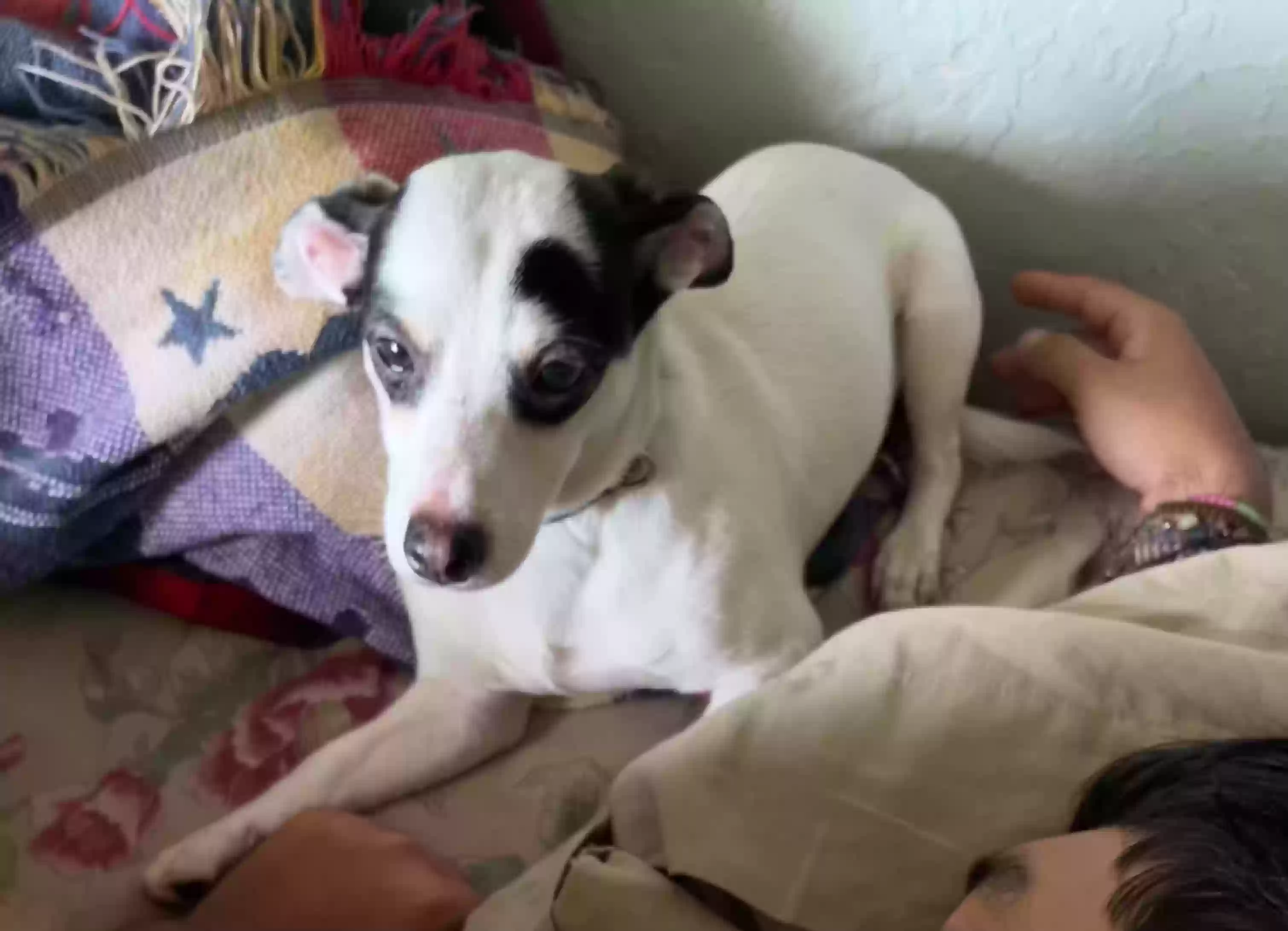 Lost dog in Port Saint Lucie, FL, 34952