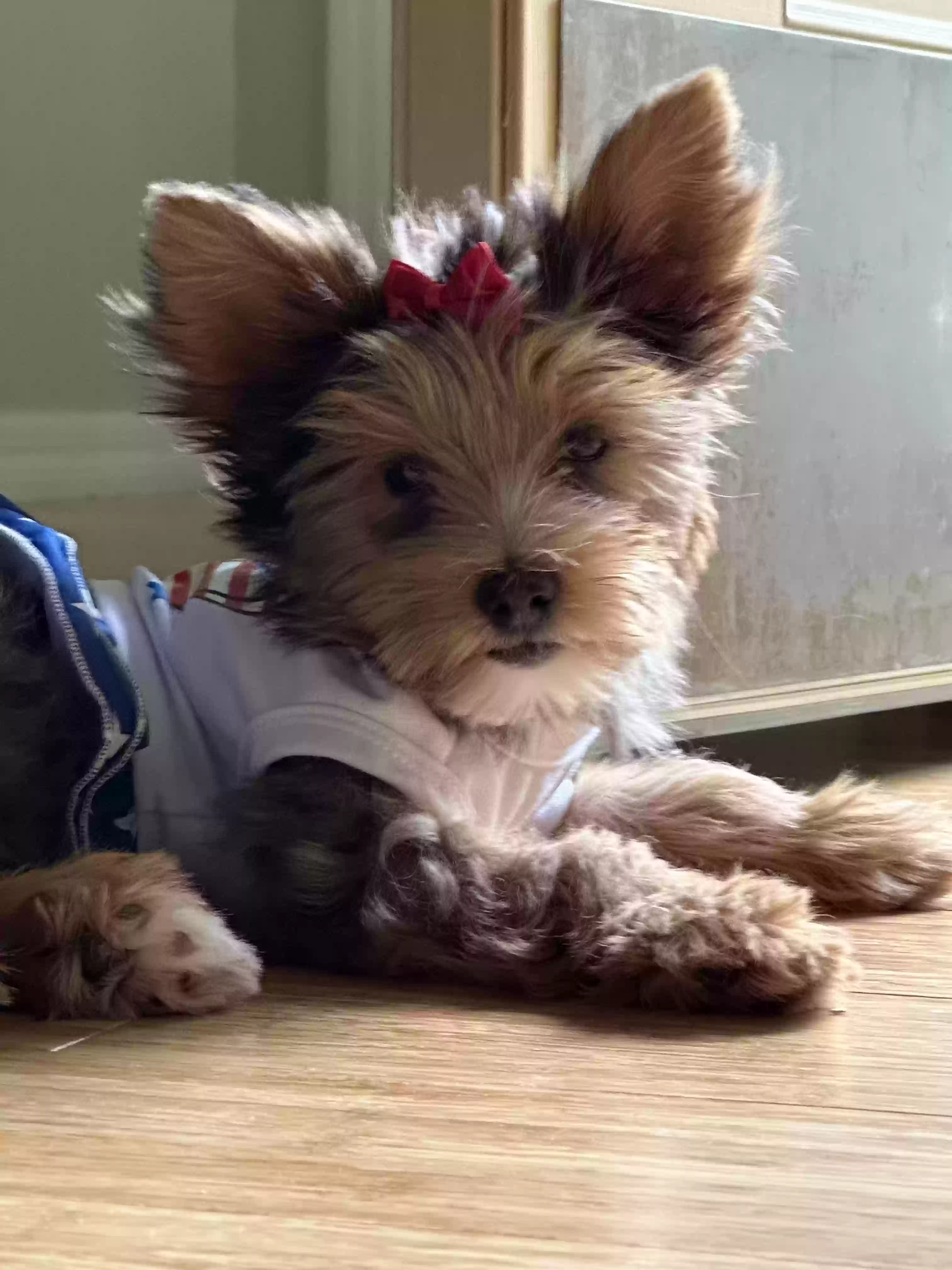 Lost dog in Brandon, FL, 33511