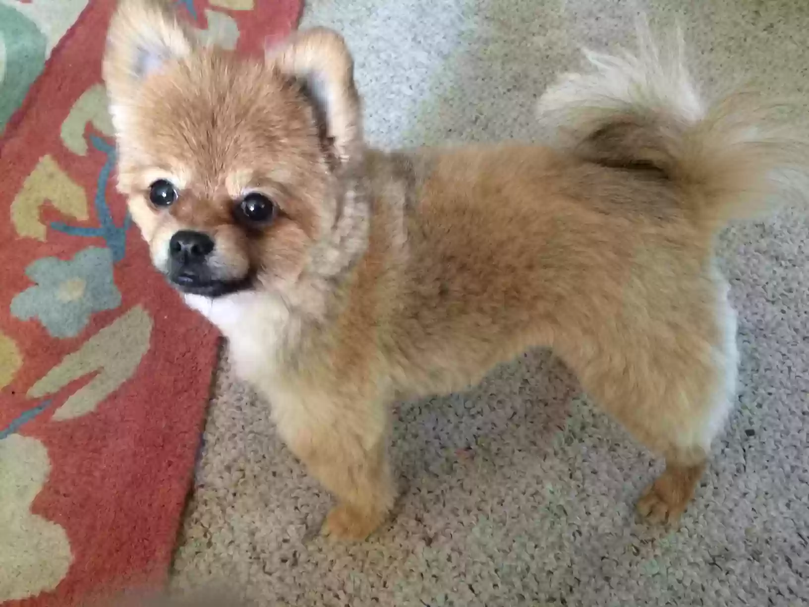 Lost dog in Kenai, AK, 99611