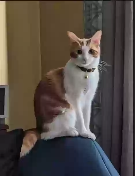 Lost cat in Desert Hot Springs, CA, 92240