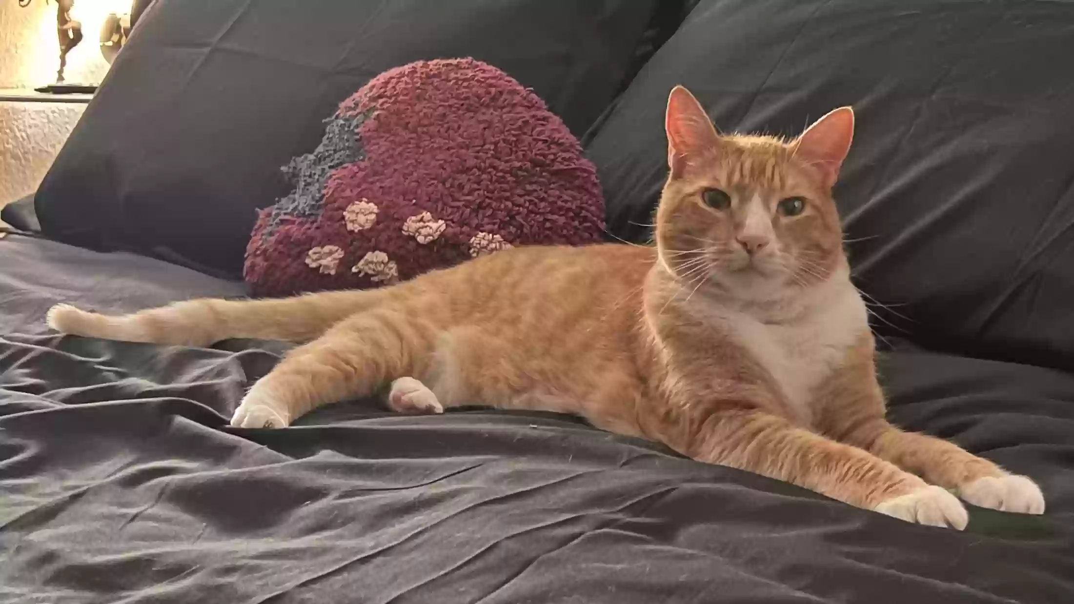Lost cat in Sacramento, CA, 95822