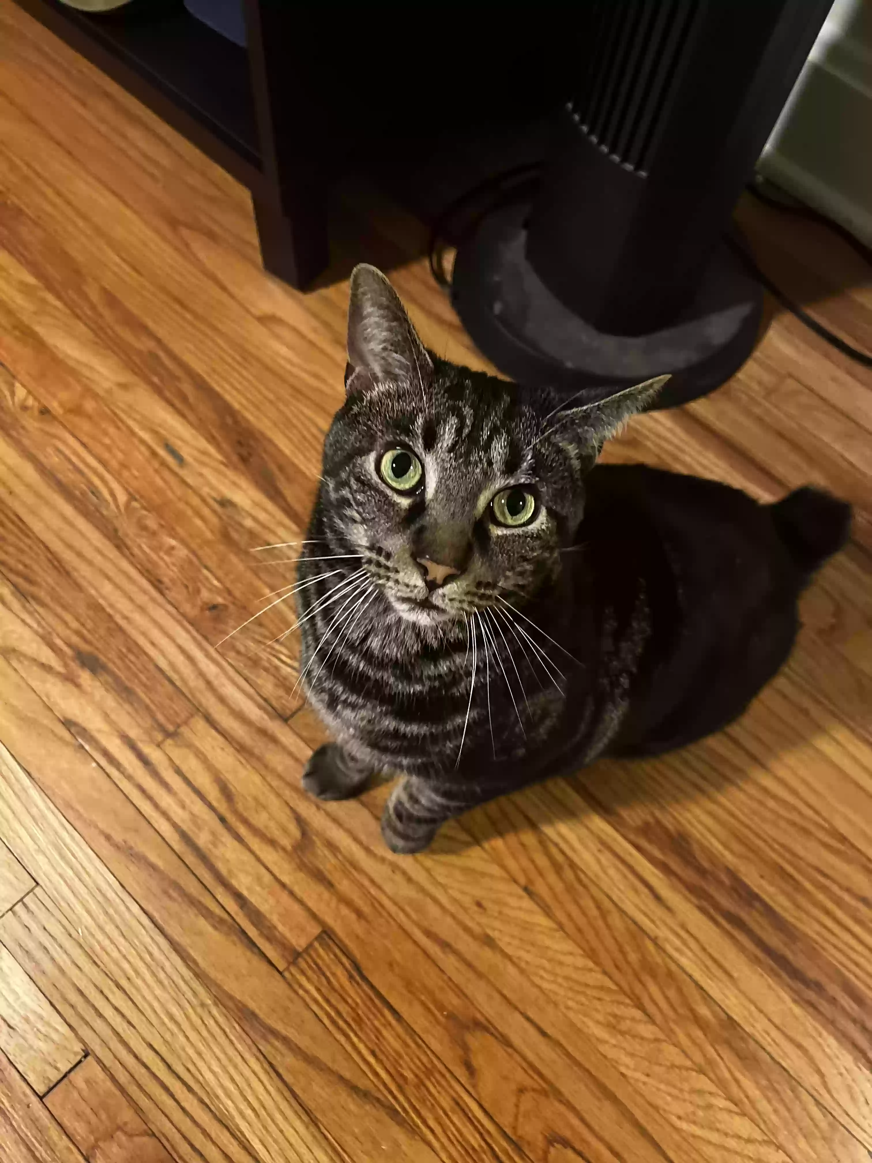 Lost cat in Columbus, OH, 43202