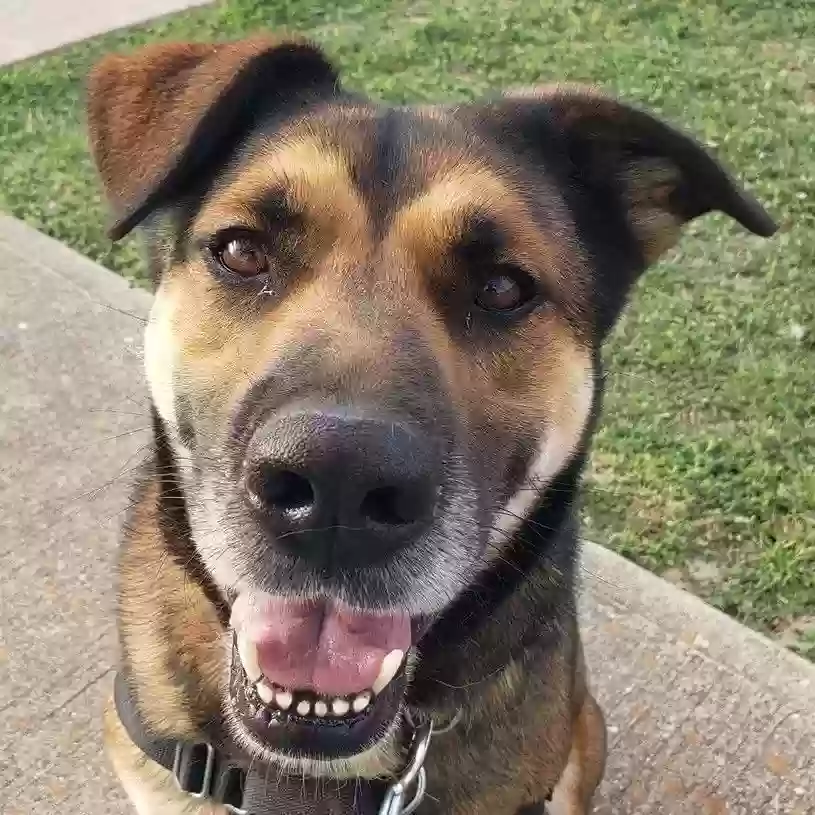 Lost dog in Somerville, TX, 77879